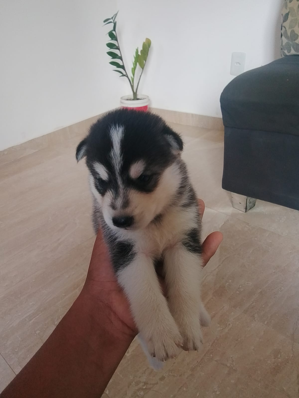 Vende-se filhotes de  husky siberiano  - Foto 3