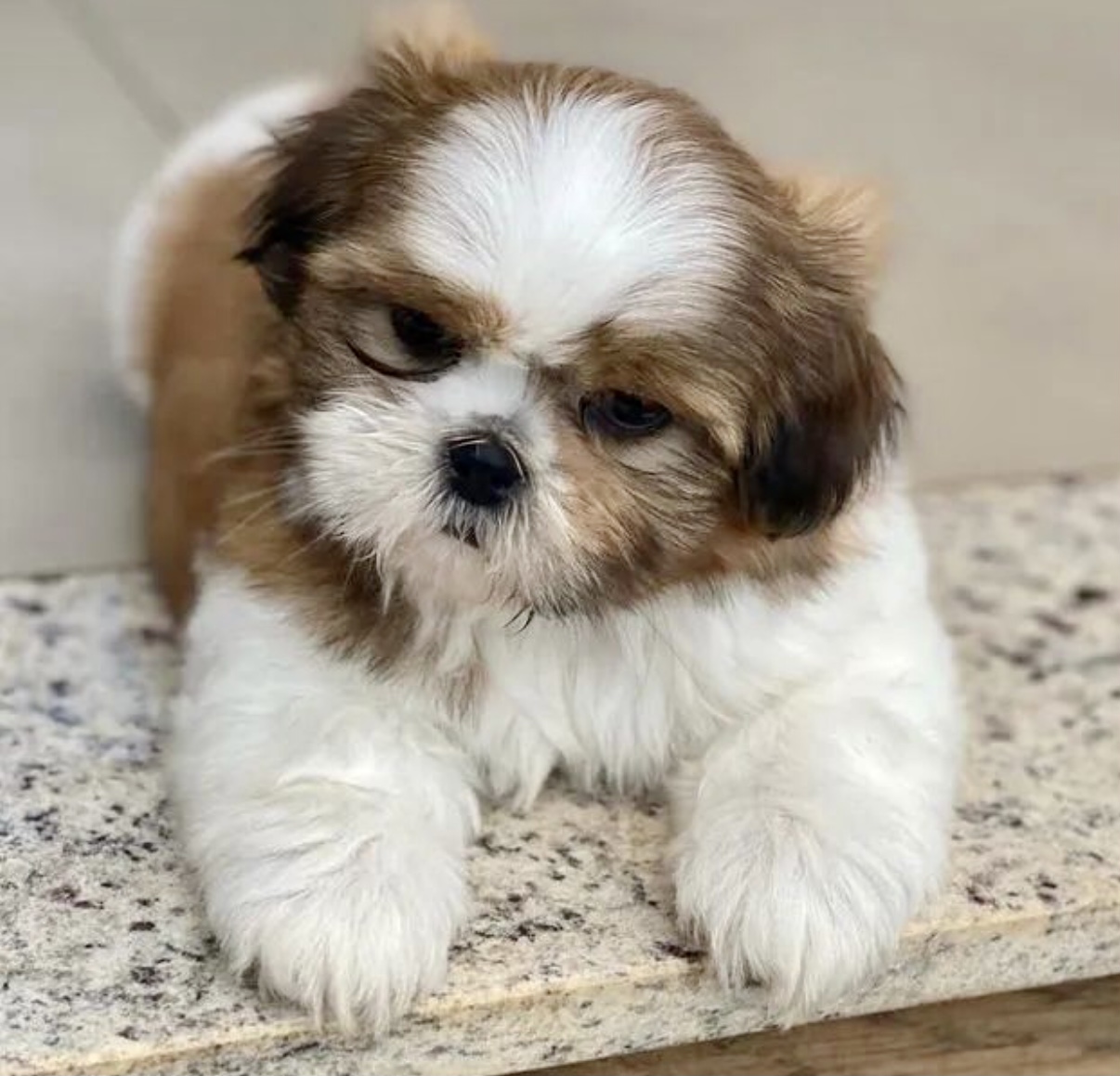 Portal Vendocão Shih Tzu a venda  Guarulhos 