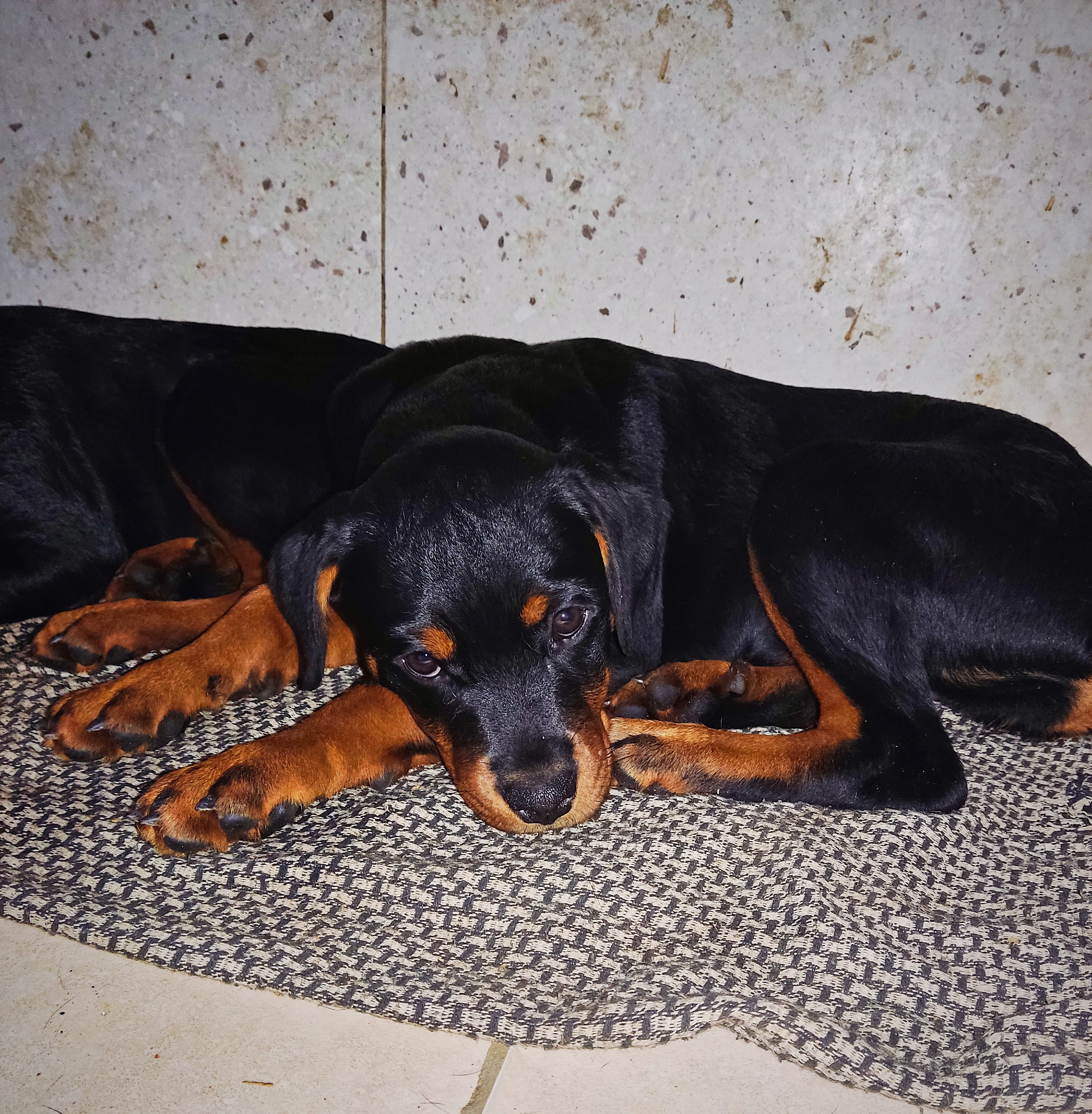 Rottweiler Filhote Fêmea Puros pais com pedigree cbkc