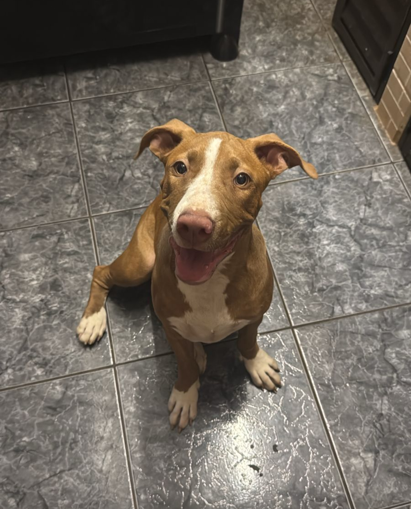 Portal Vendocão Vendo filhote de PitBull fêmea 6 meses  Foz do Iguaçu 