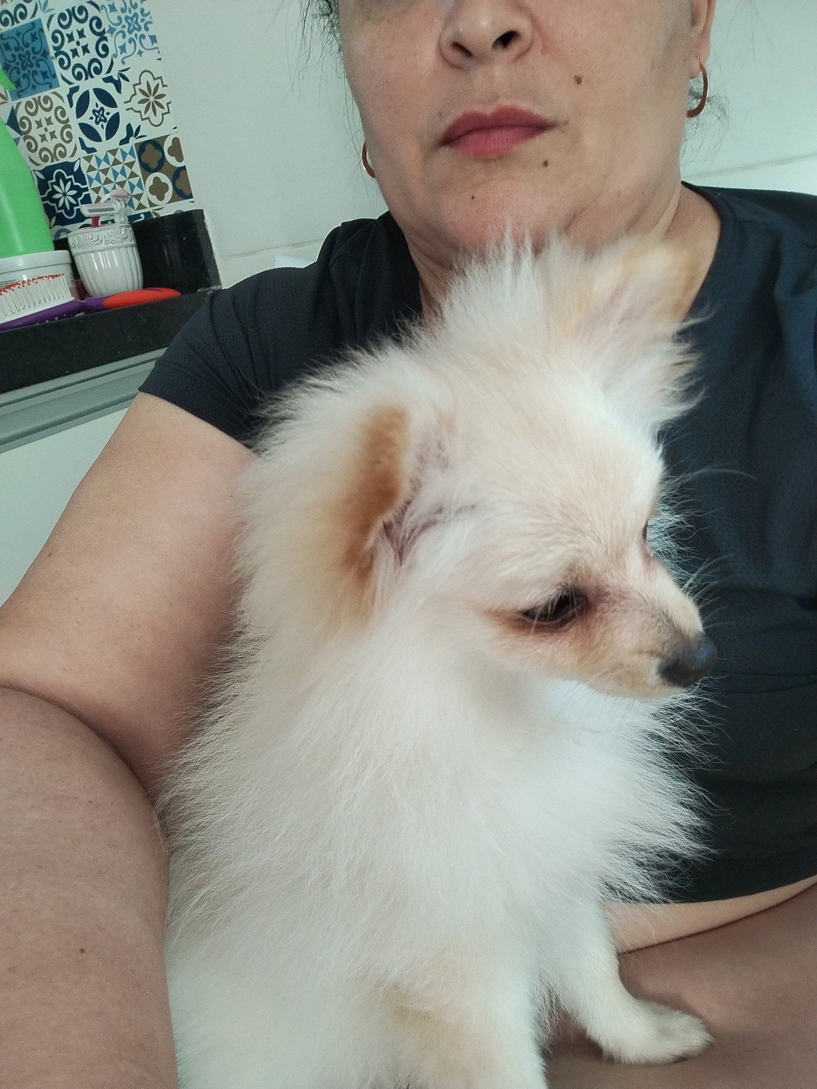 Duas Spitz alemão  - Foto 2