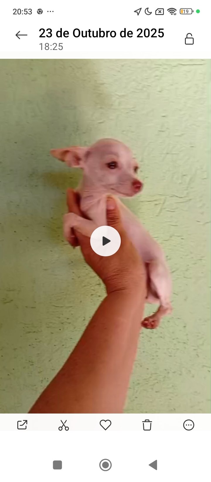 Pinschers BRANCA 5 MESES - Foto 1
