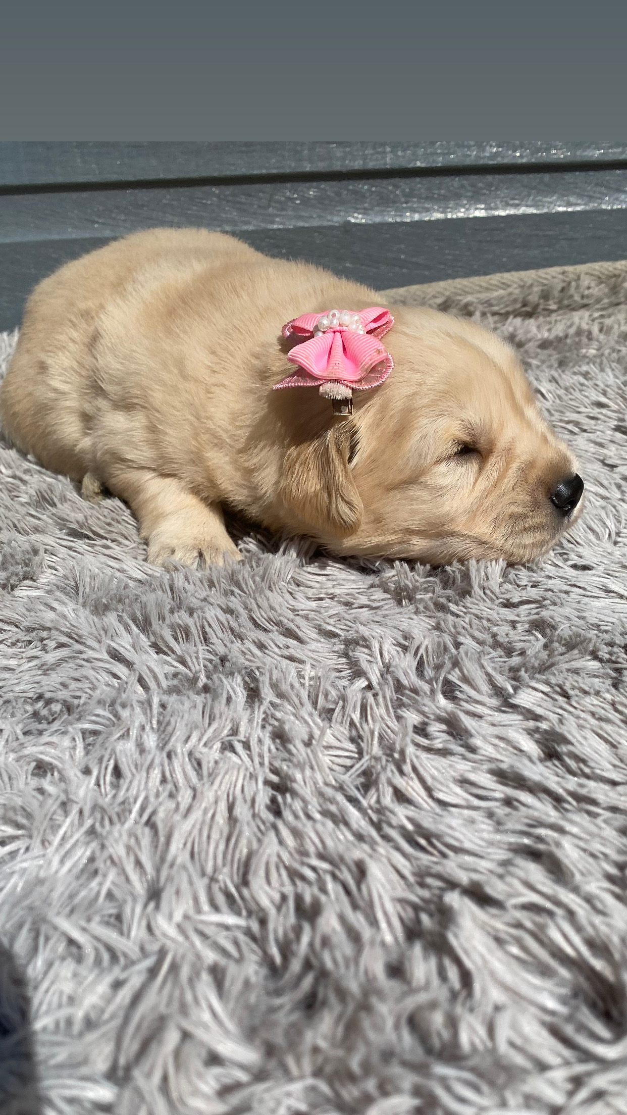 Portal Vendocão Filhotes de Golden Retriever disponíveis  estão com 20 dias pis no local Gravataí 
