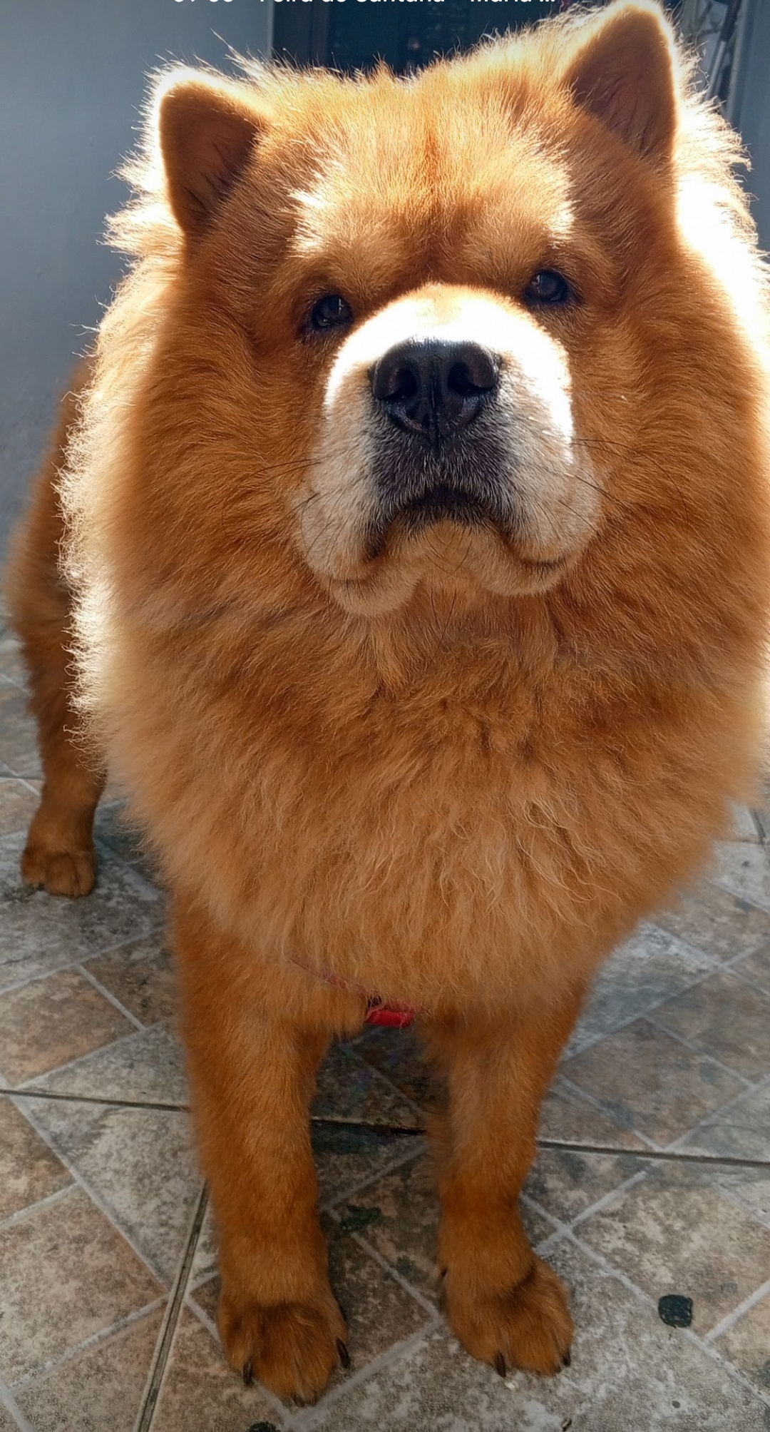 Filhotes de Chow Chow  - Foto 4