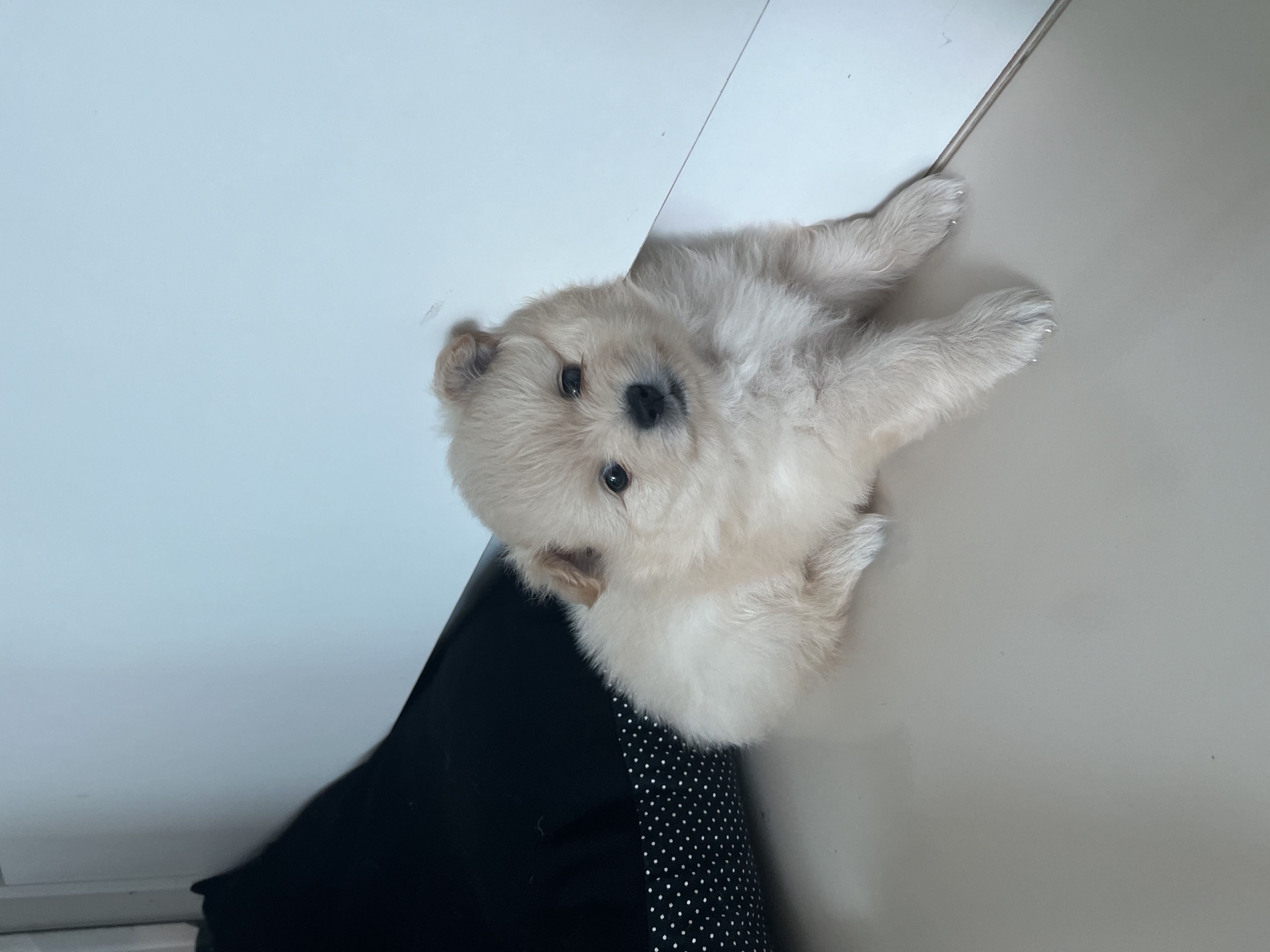 Portal Vendocão Filho Spitz Alemão Manaus 