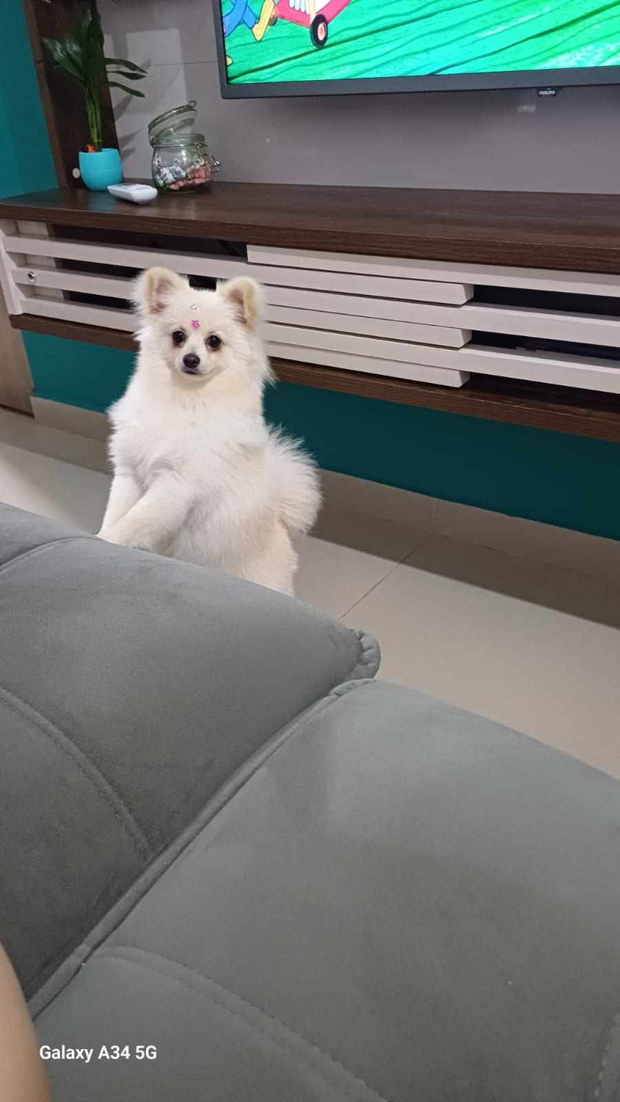 Spitz alemão 