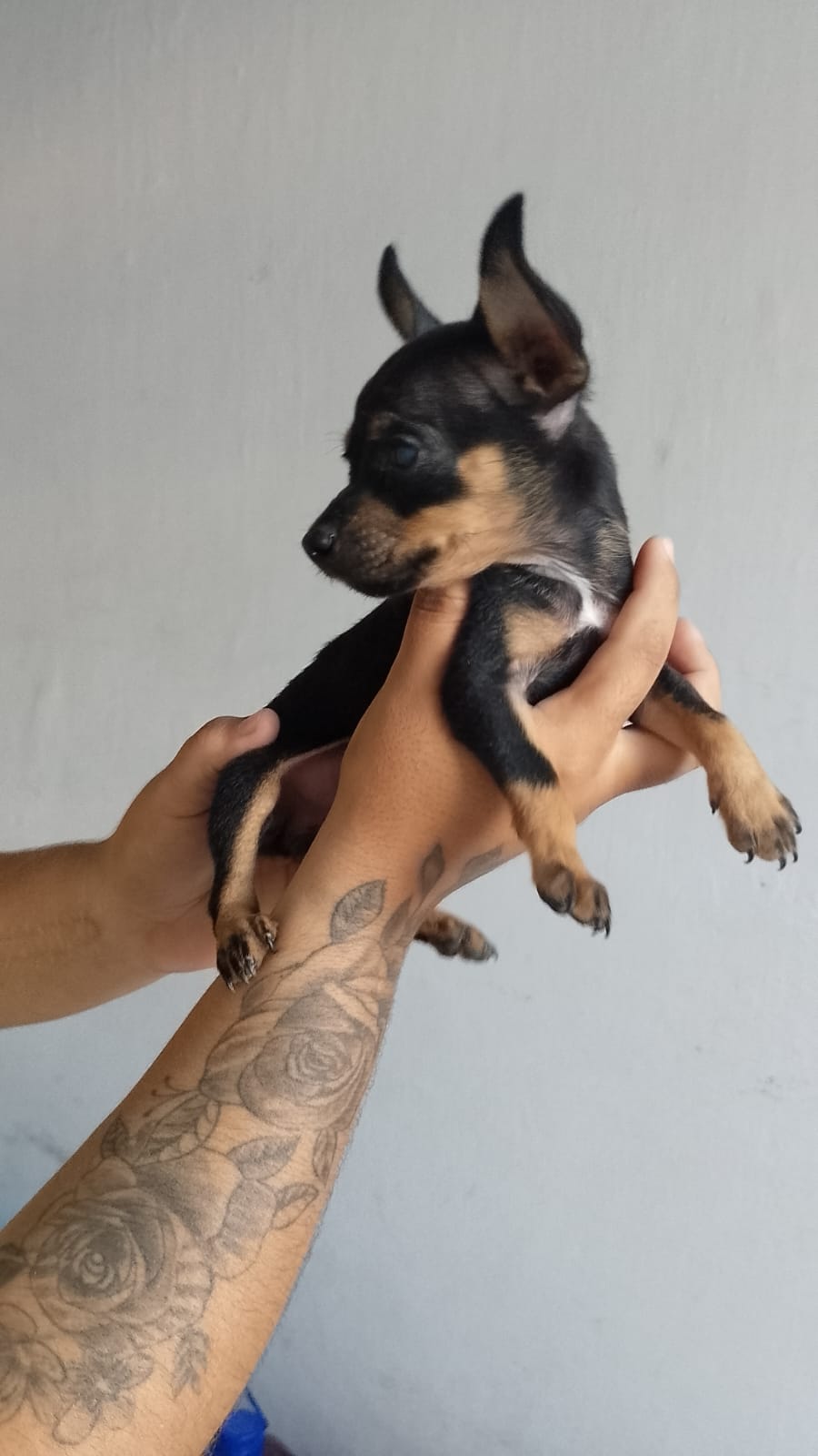 Portal Vendocão Vendas  Fortaleza