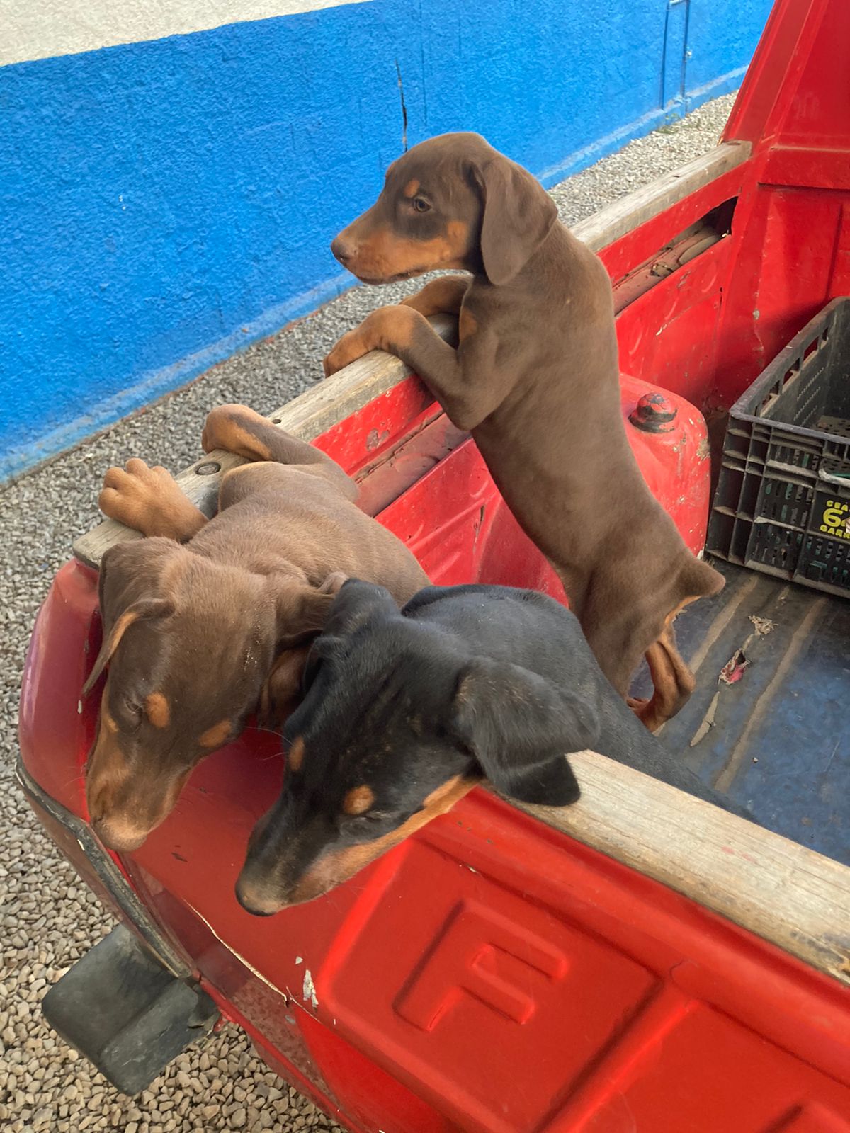 Portal Vendocão Filhotes Dobermann Arcos