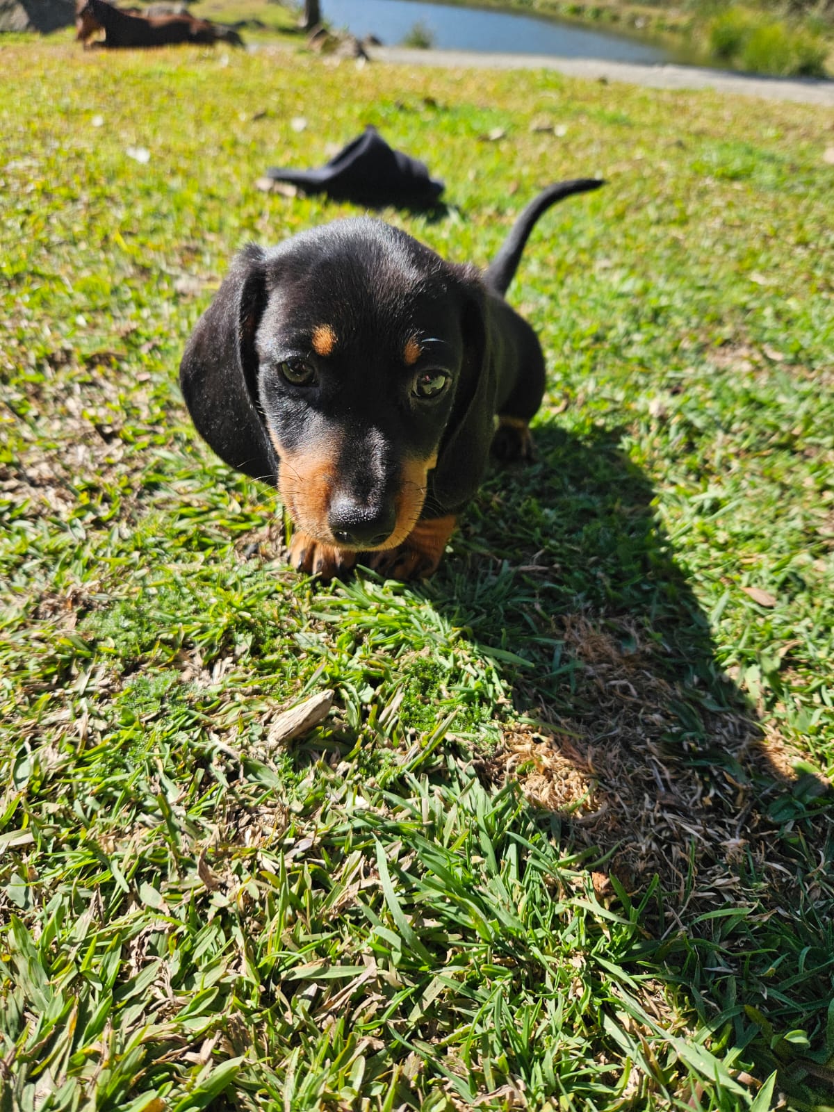 2 Lindos Filhotes Dachshund (salsicha) Vacinados e Desverminados - Foto 3