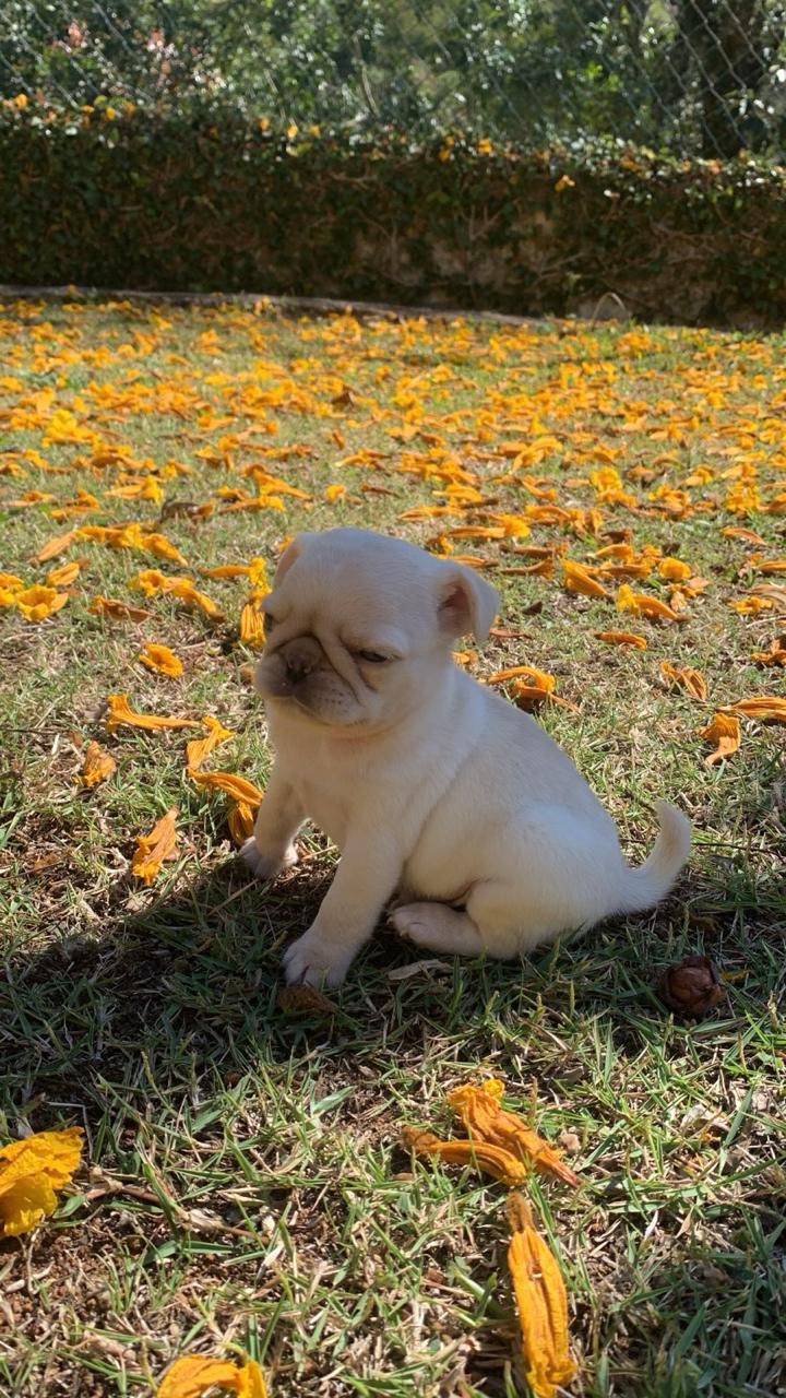 Portal Vendocão Filhotes de Pug (Leia Descrição) Rio de Janeiro