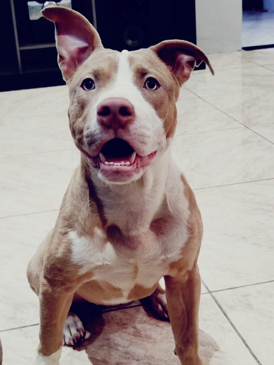 Pitbull American Bully  - Foto 1