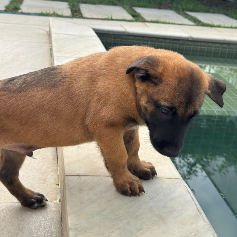 Lindos filhotes de Malinois com 50 dias. Todos com pedegree CBKC. 3 machos e 2 fémeas - Foto 4