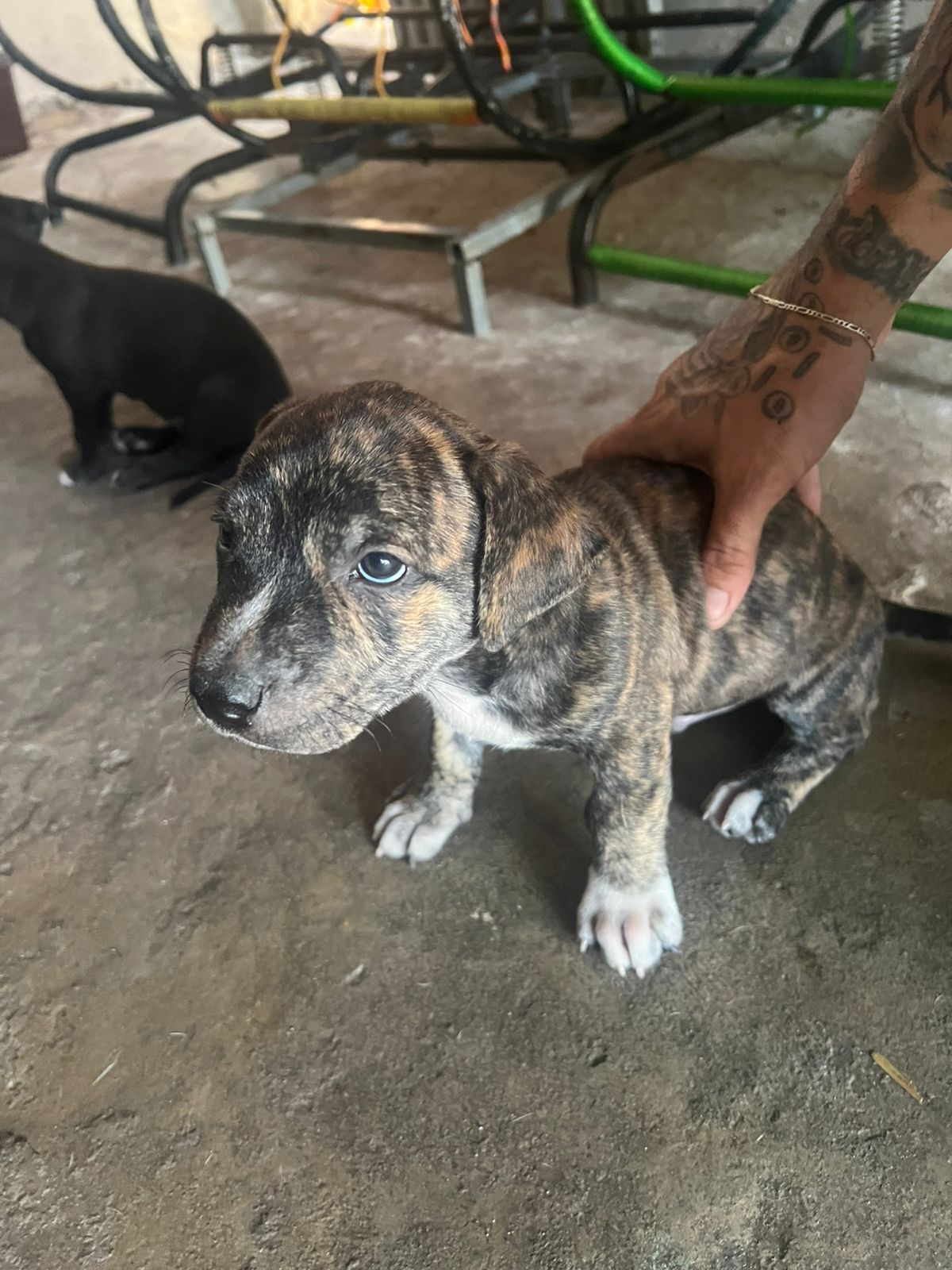 Portal Vendocão Filhote Pitbull  Teresina