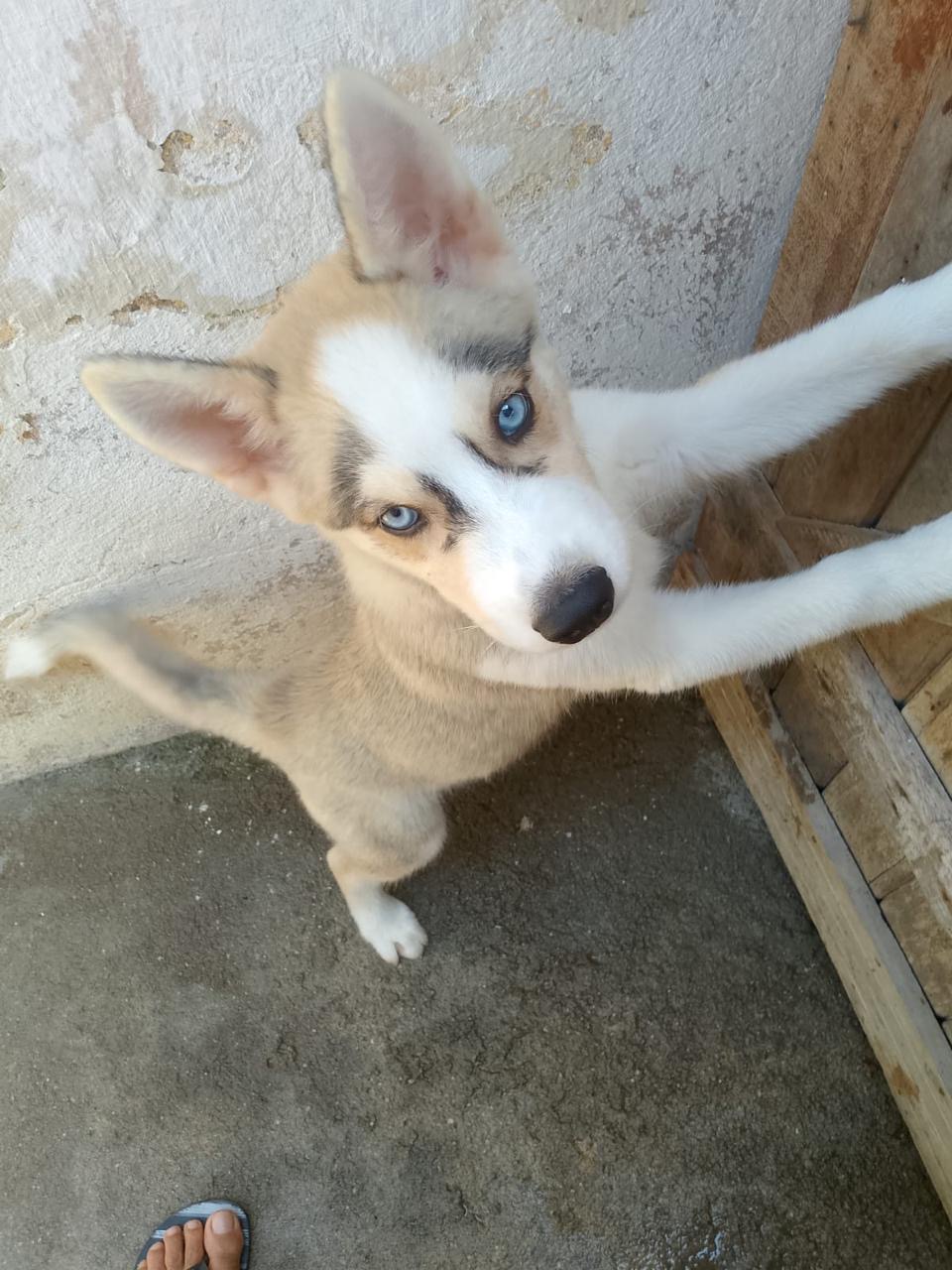 Portal Vendocão Vende-se husky siberiano  Cajueiro seco 