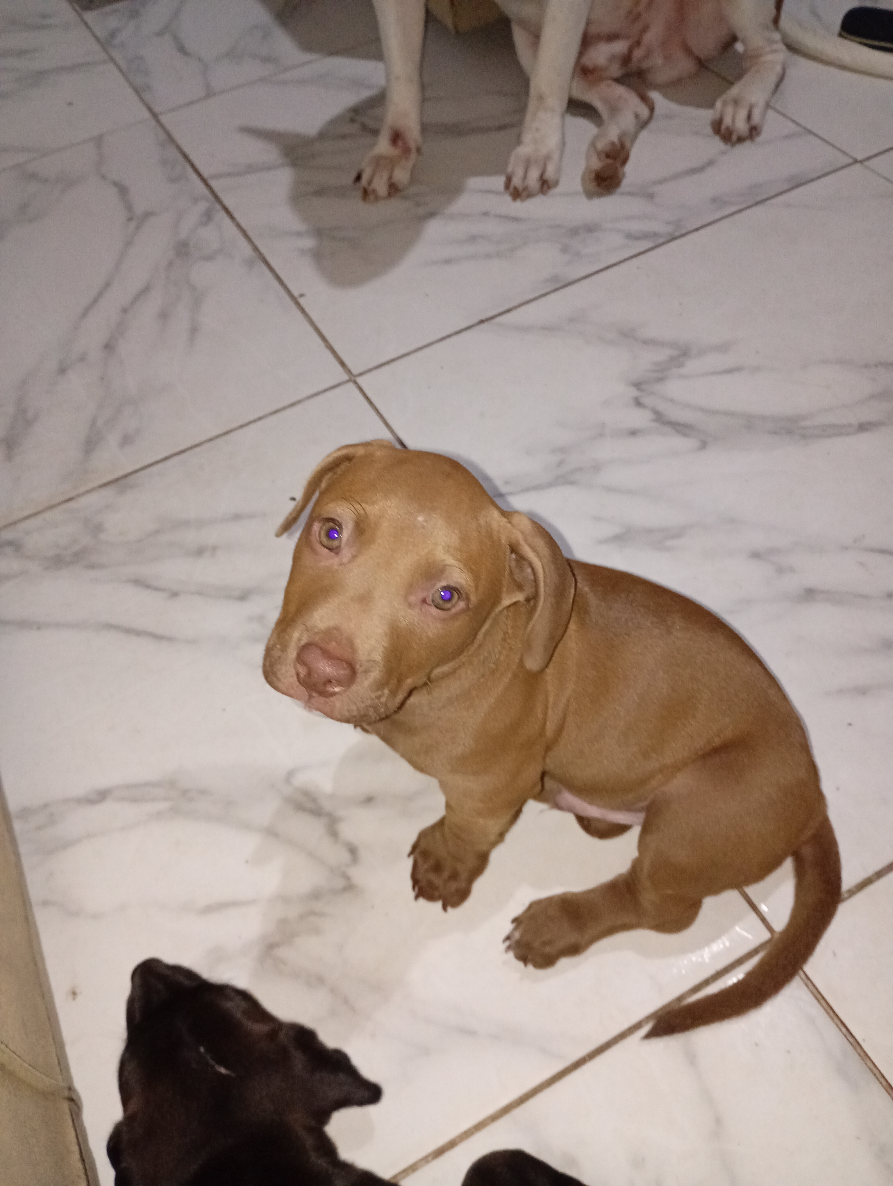 Cachorro Pitibu  - Foto 3