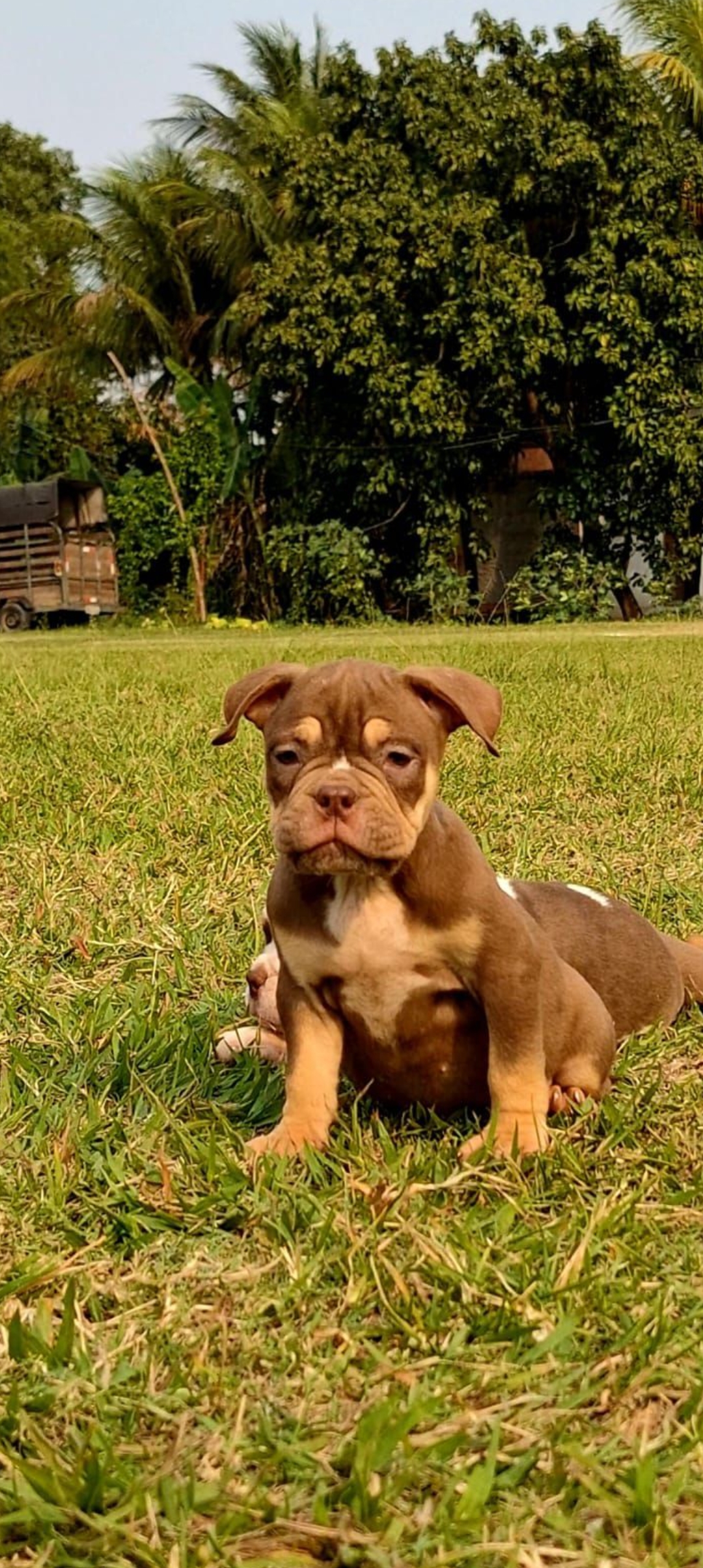 Portal Vendocão Filhotes American Bully disponíveis  Rio de Janeiro 