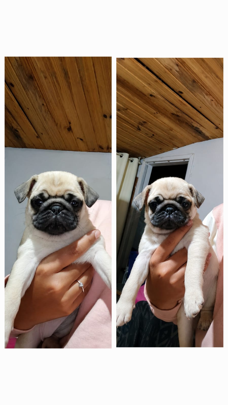 Filhote de pug
