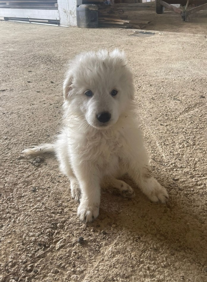 Portal Vendocão 2 Filhotes fêmeas Florianópolis