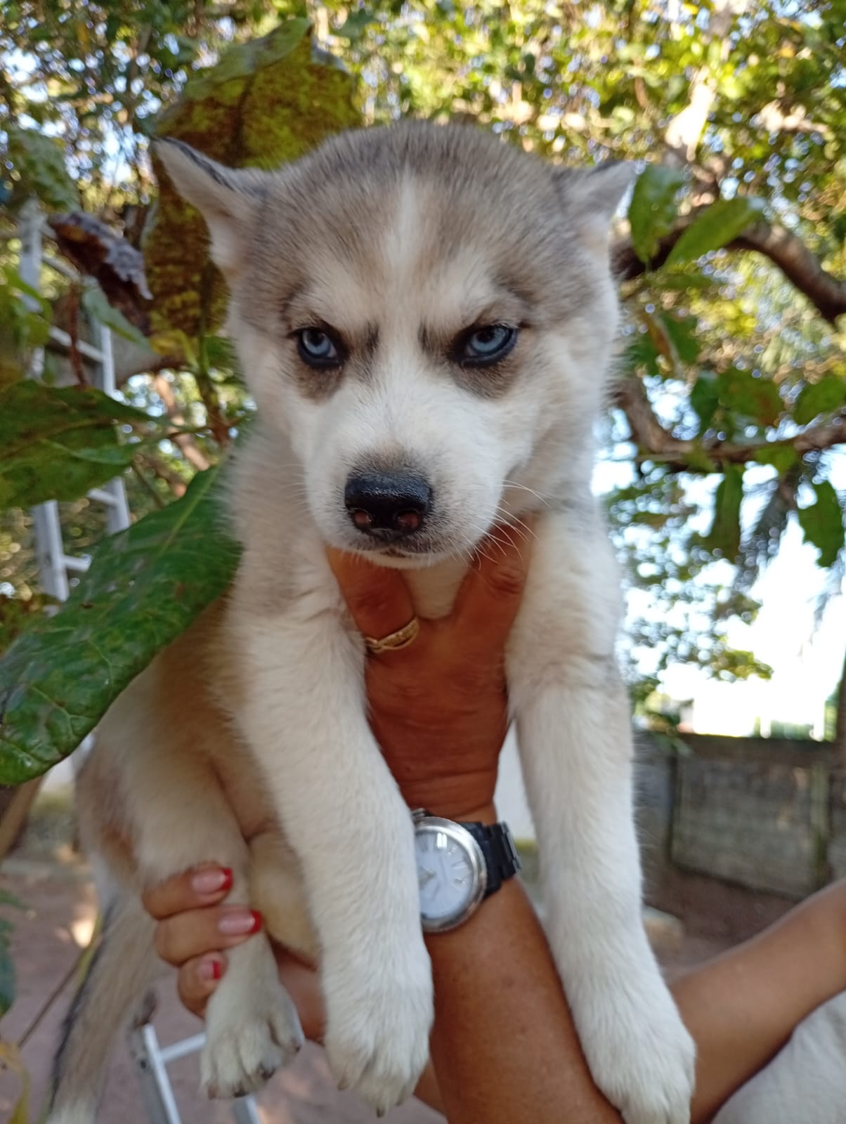 Tenho lindos filhotes filhotes de husky siberiano puros disponíveis  - Foto 2