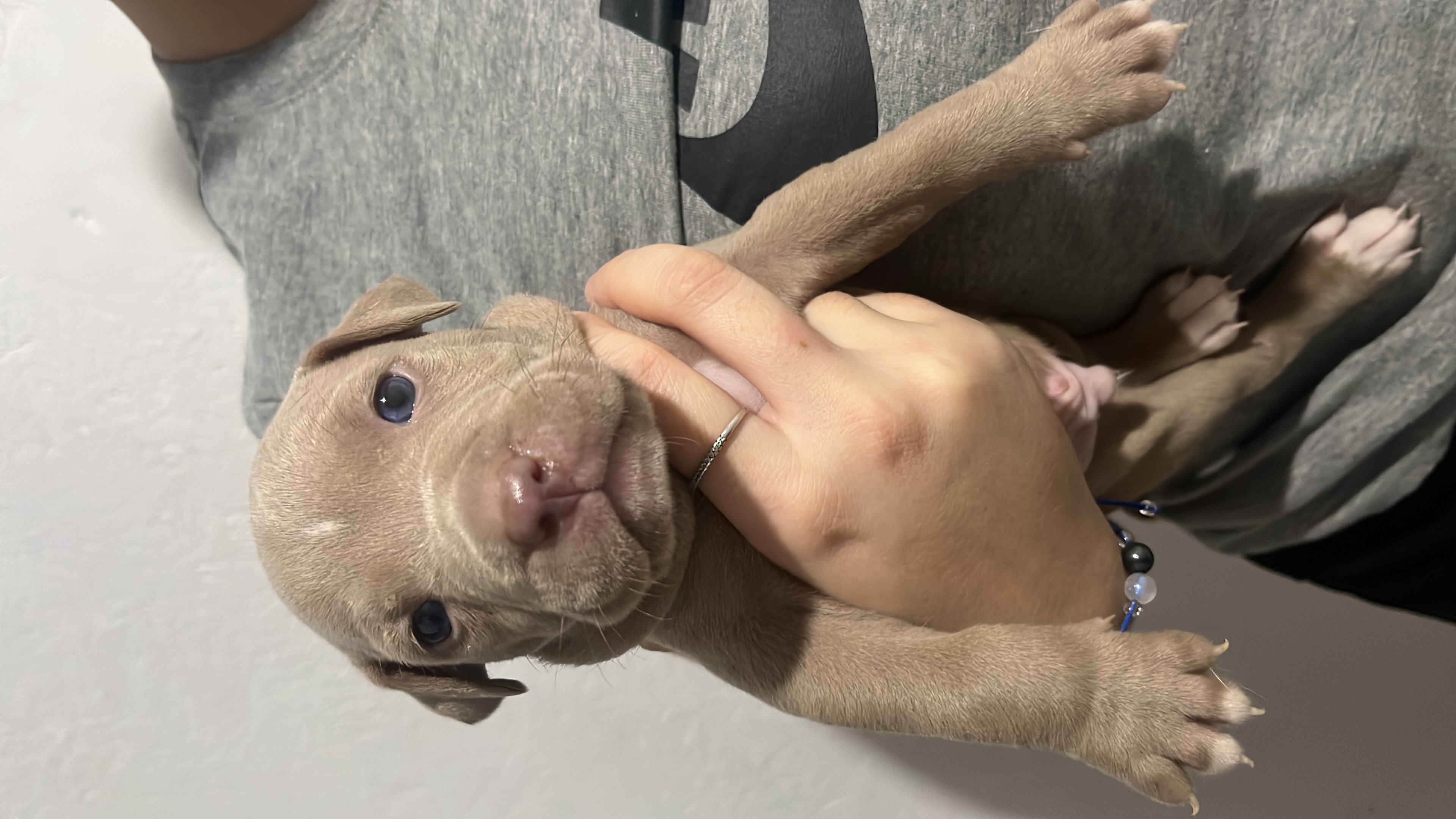 Portal Vendocão Filhotes de American pitibull terrier  São Paulo