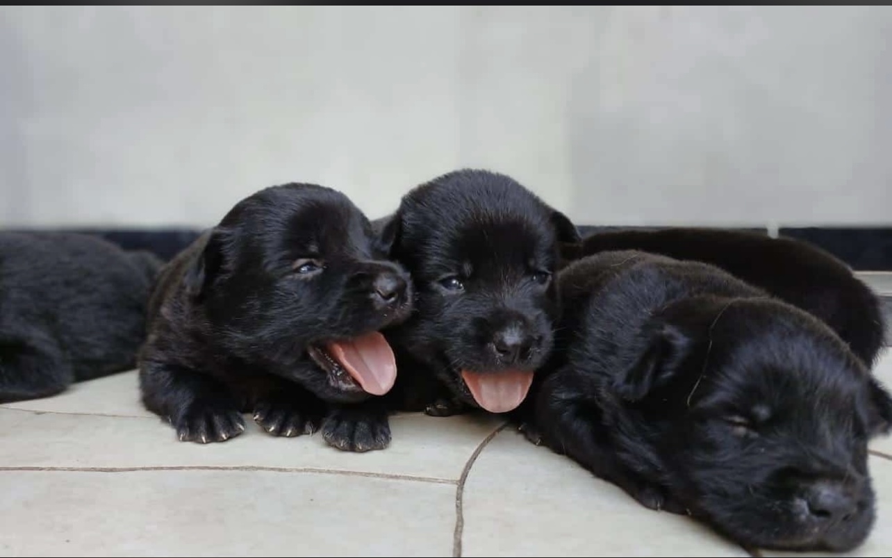 6 filhotes de chow chow  - Foto 1