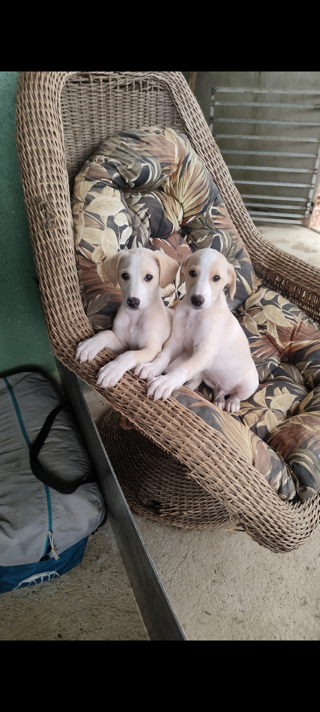 Filhote galgo