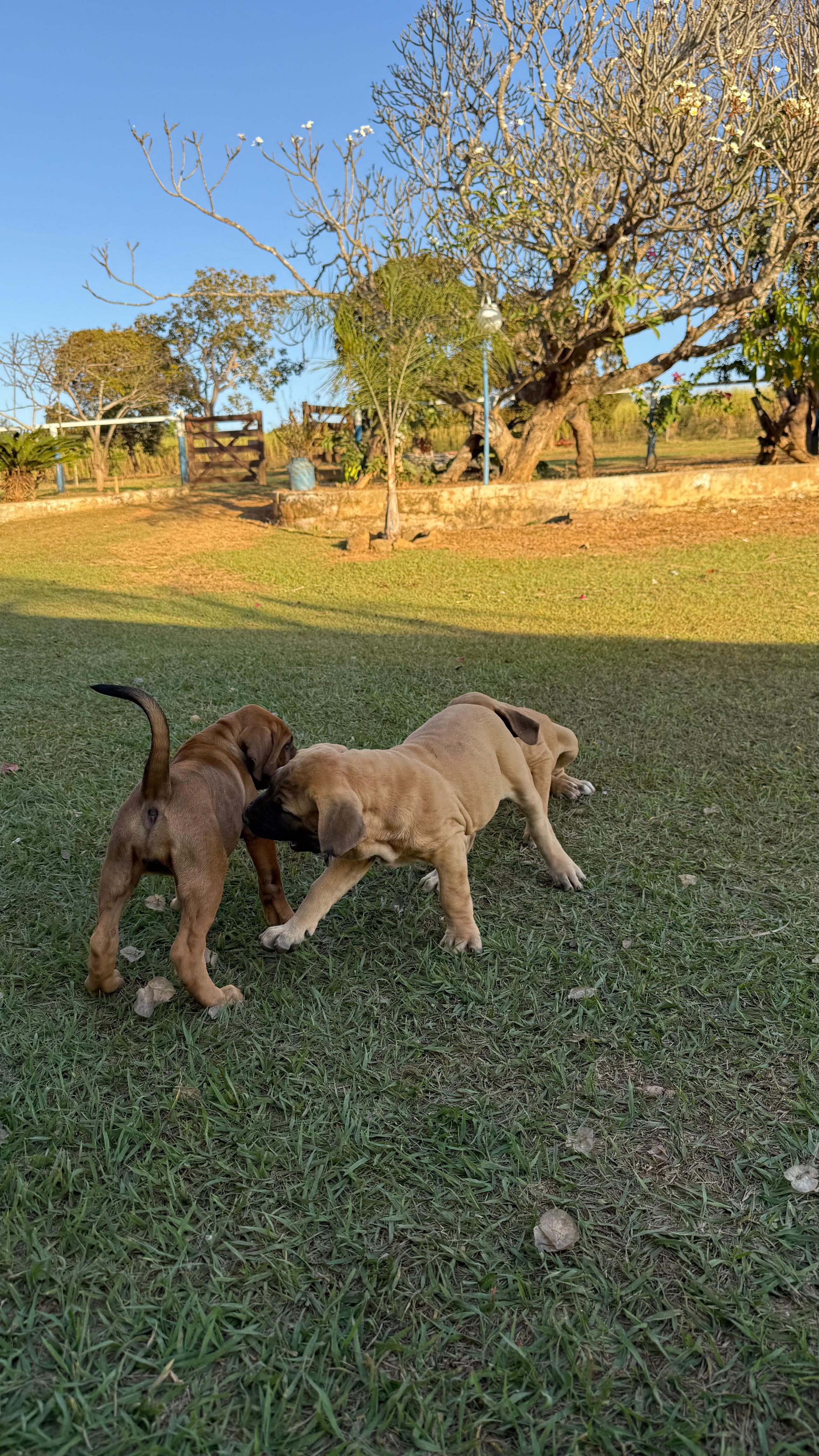 Portal Vendocão Filhotes de fila brasileiro Brasília 