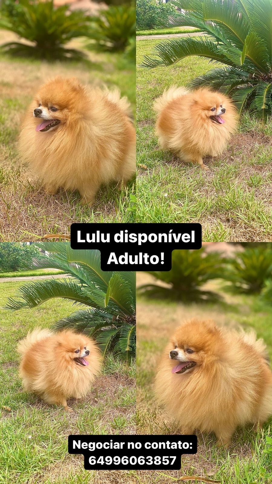 Portal Vendocão Lulu da Pomerania  Catalao 
