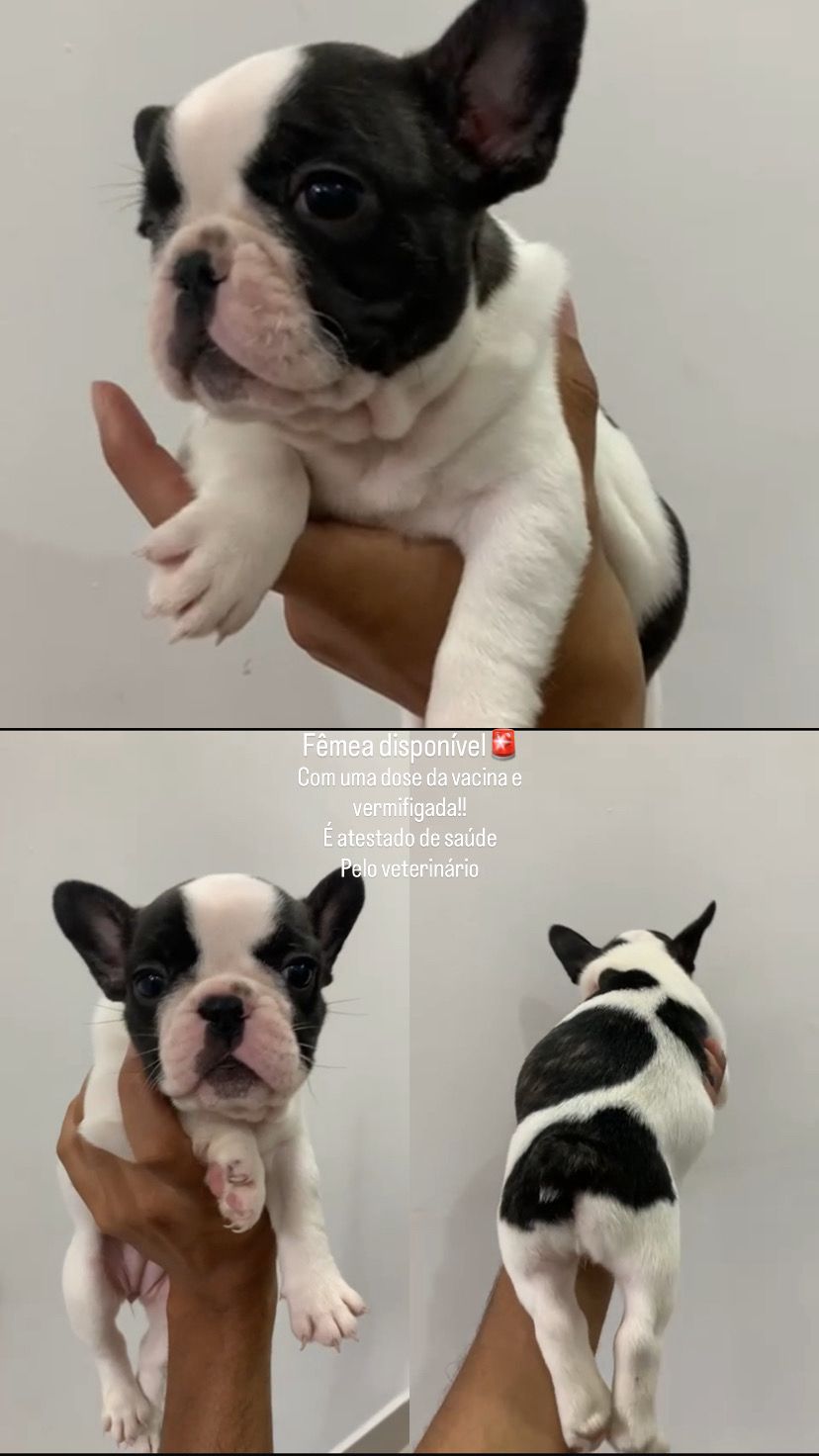 Portal Vendocão Bulldog francês São Paulo