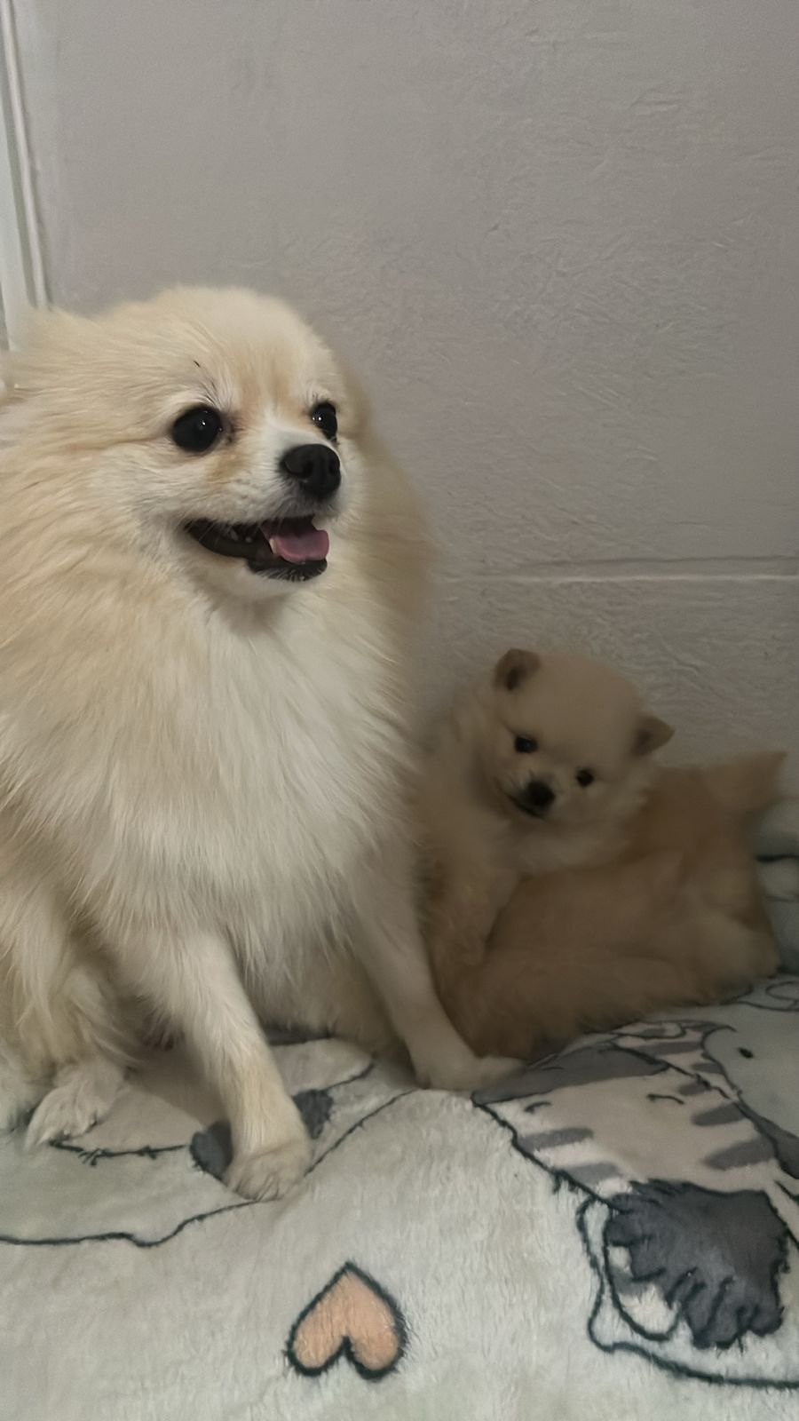 Portal Vendocão Spitz Alemão - Lulu da Pomerania Vespasiano