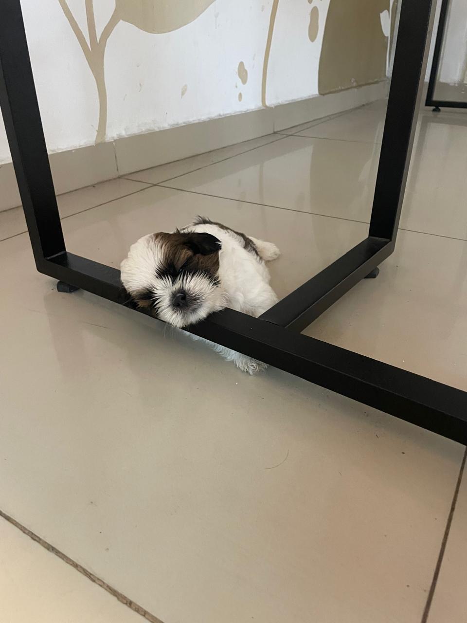 Filhote shih tzu macho  - Foto 2