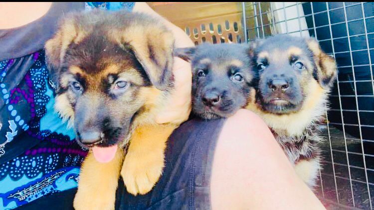 Portal Vendocão Vendo lindos filhotes de pastor Alemão capa preta  Cuiabá 