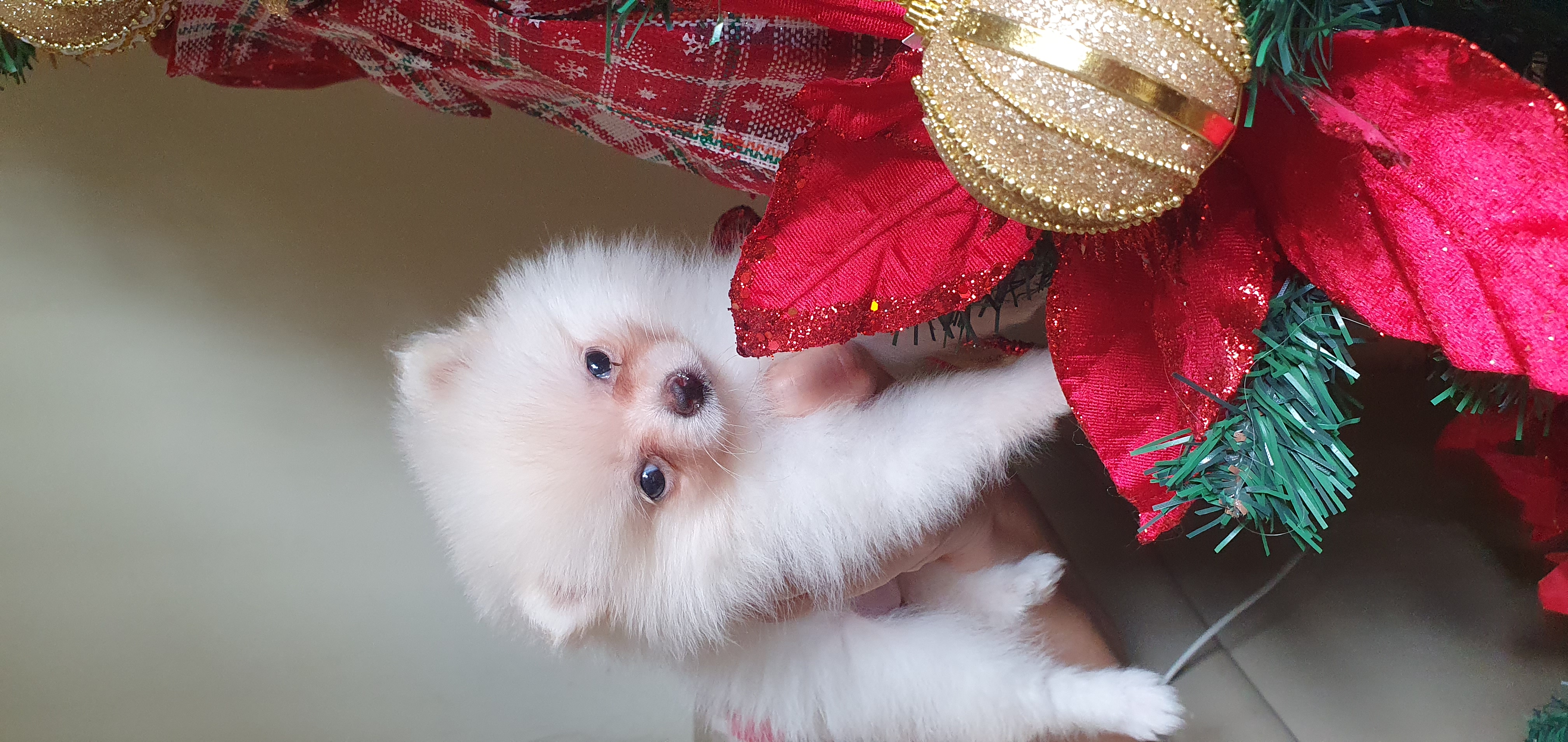 Portal Vendocão Filhotes de Lulu da Pomerânia Branco Anão  São João de Meriti 