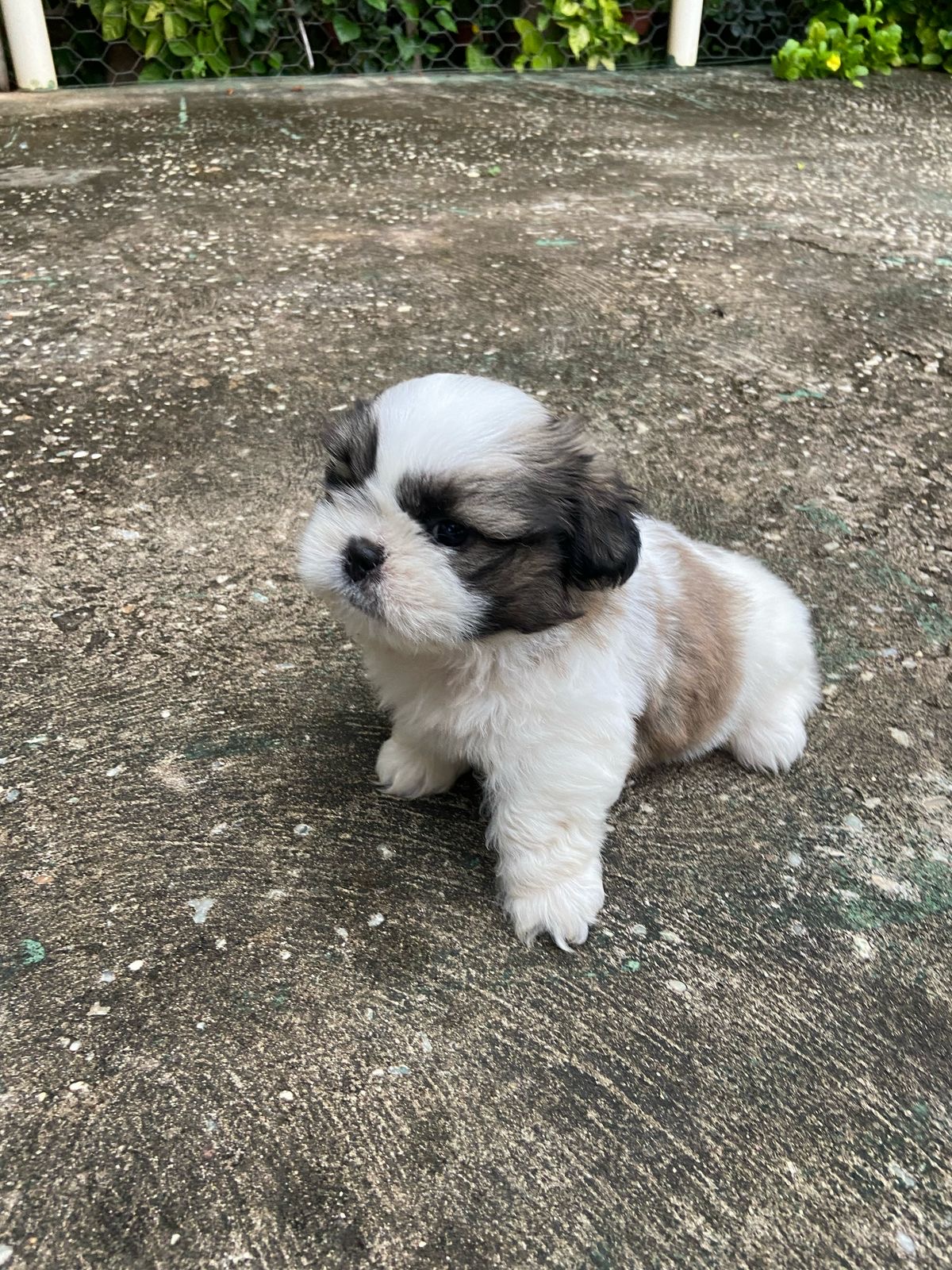 Portal Vendocão Dog raça legítimo  Teresina 