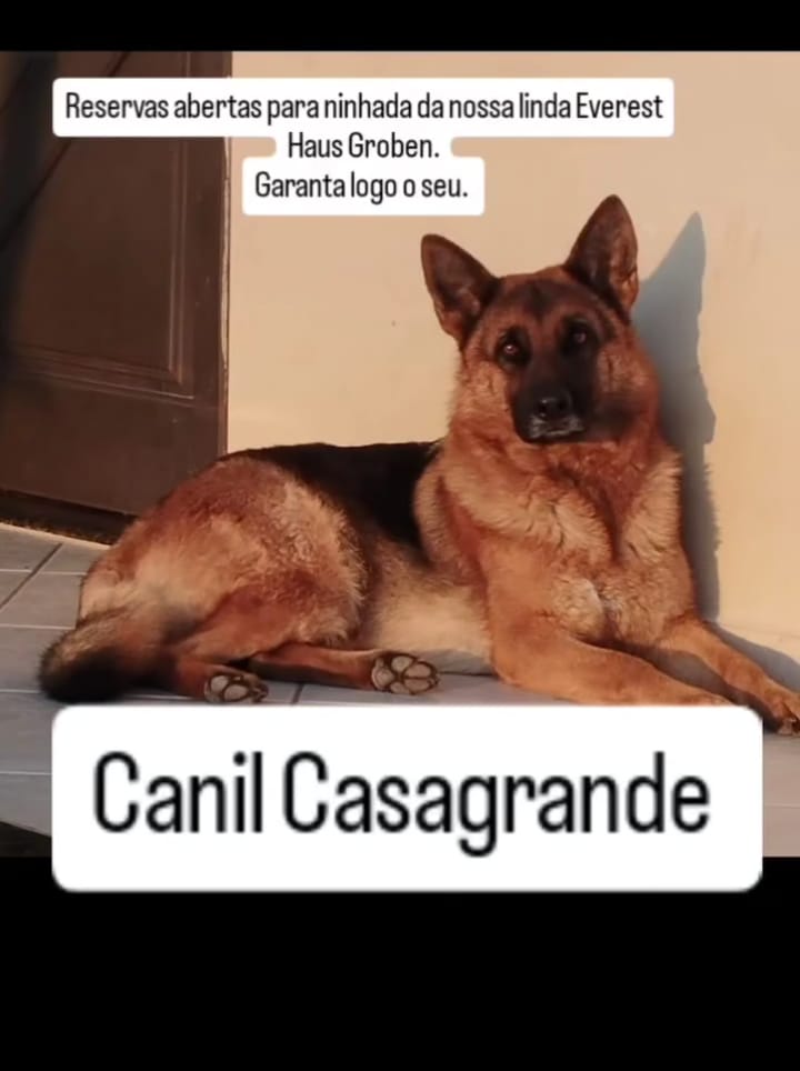 Portal Vendocão Pastor Alemão com Pedigree CRICIUMA