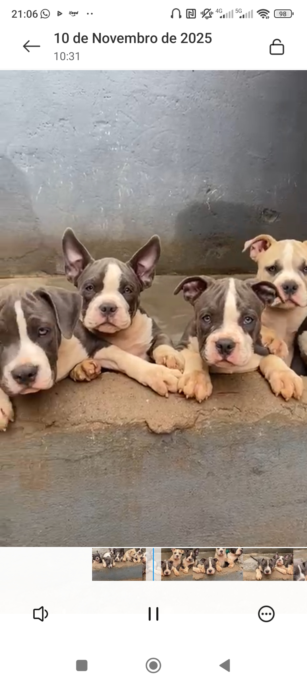 Filhotes de América Bully com pedigree  - Foto 4