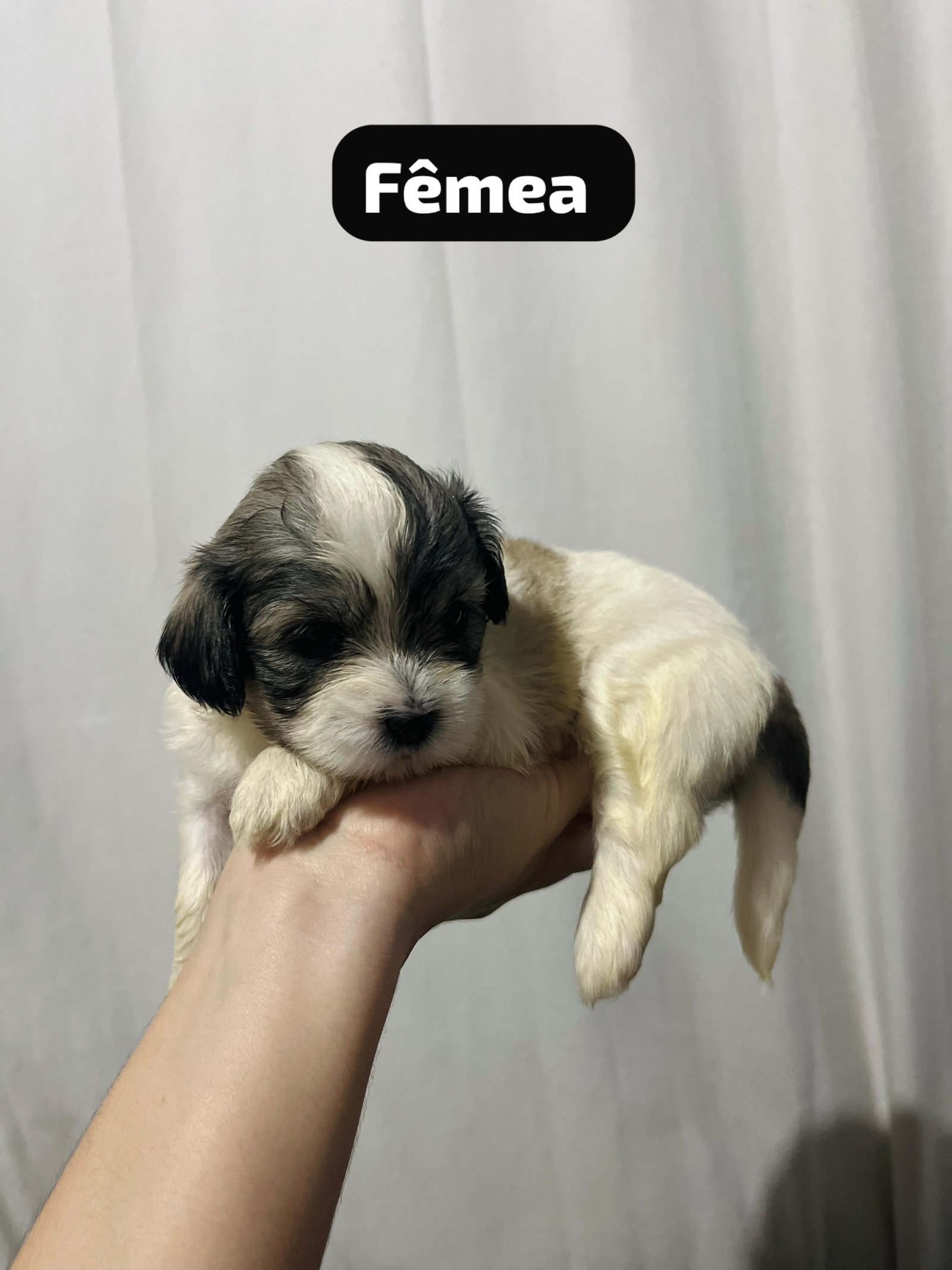 Filhotes fêmeas  - Foto 2