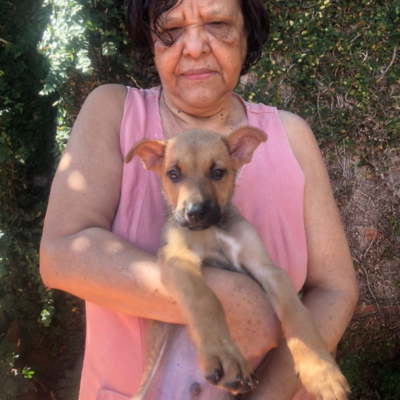 Lindo filhote - Pai Pastor Belga e Mãe Mestiça de Olhos Claros!