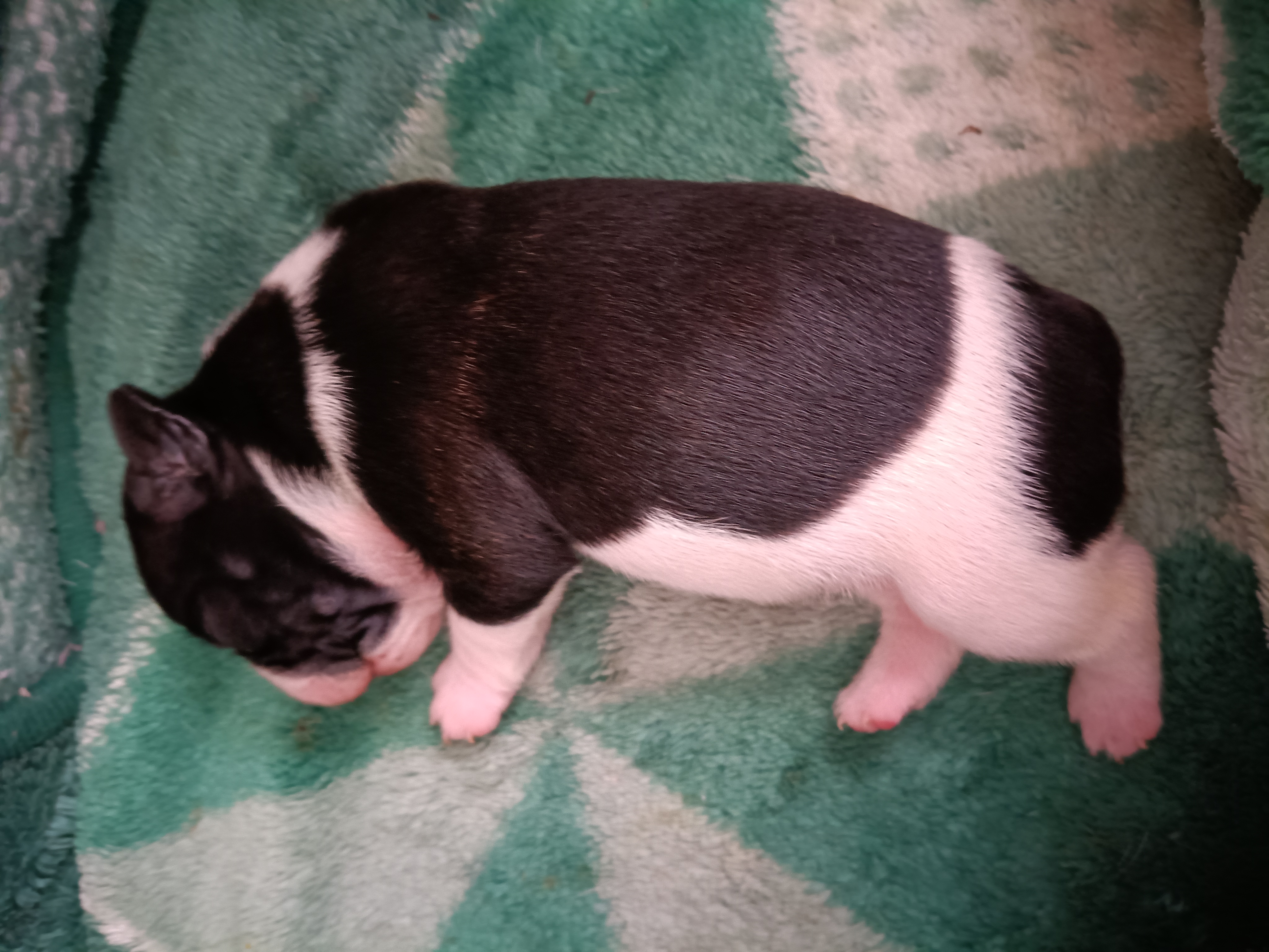 Filhotes de Bulldog Francês Puro - Ótima Linhagem - Pré Reserva  - Foto 2