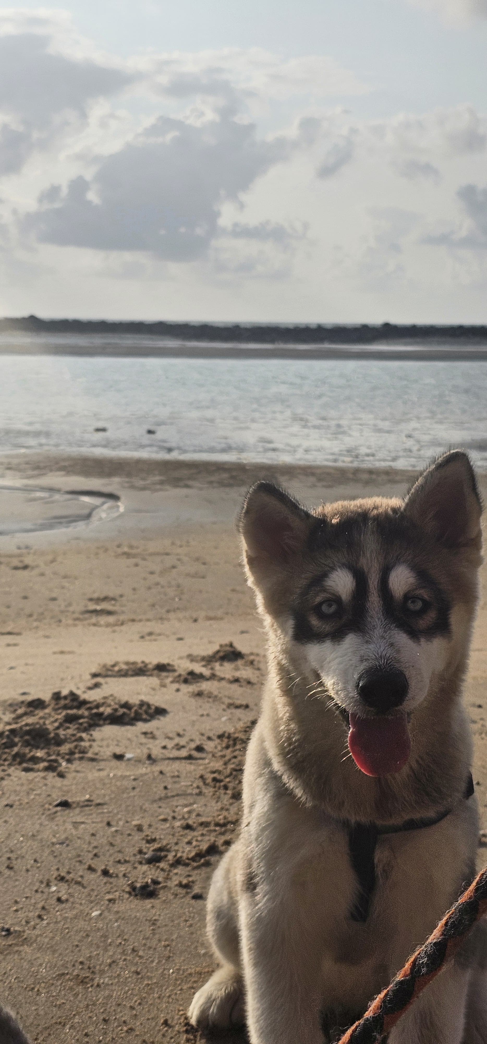 Filhote de husky - Foto 3
