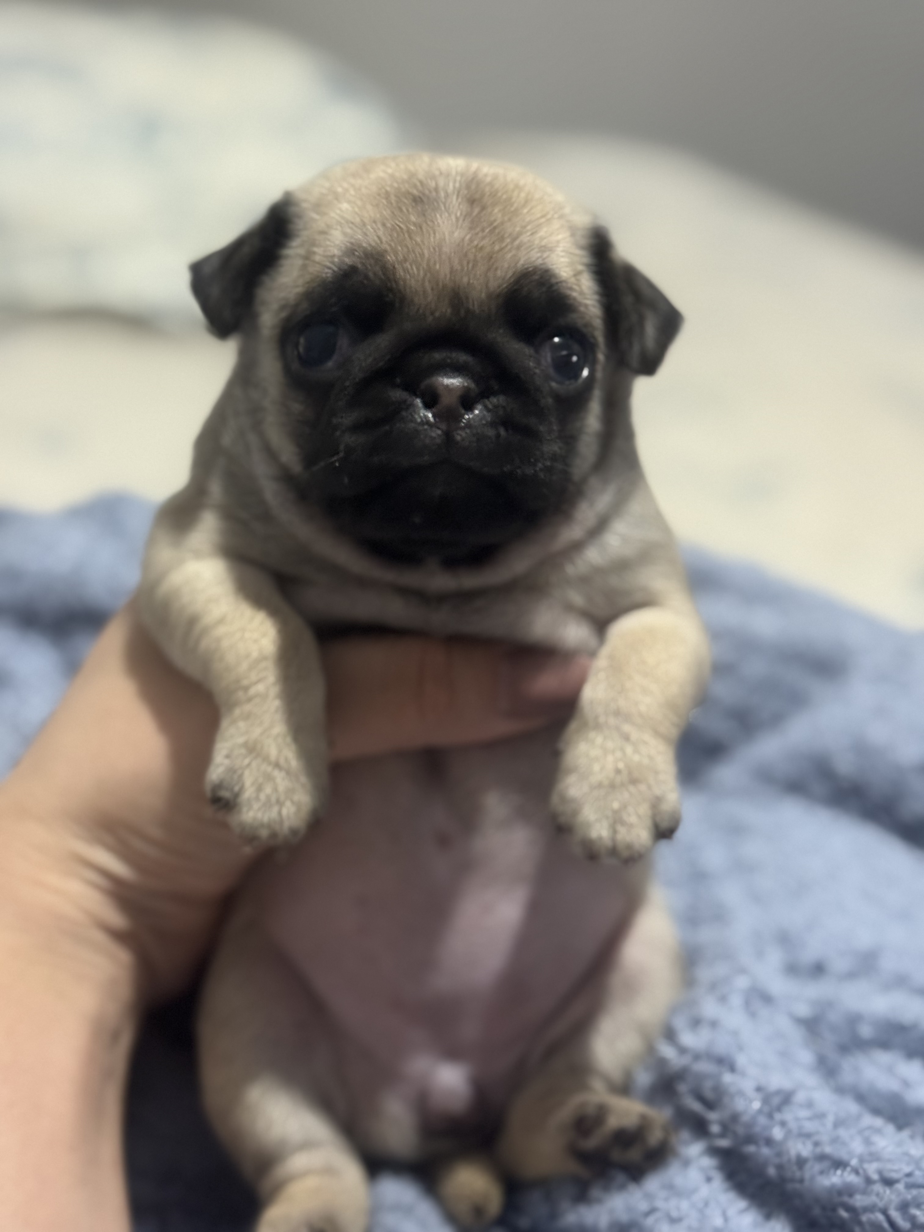 Portal Vendocão FILHOTES MINI PUG ABRICOT Cuiabá 