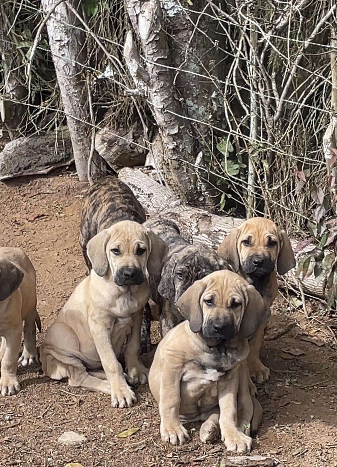 Portal Vendocão Vendas de filhotes Ibiuna