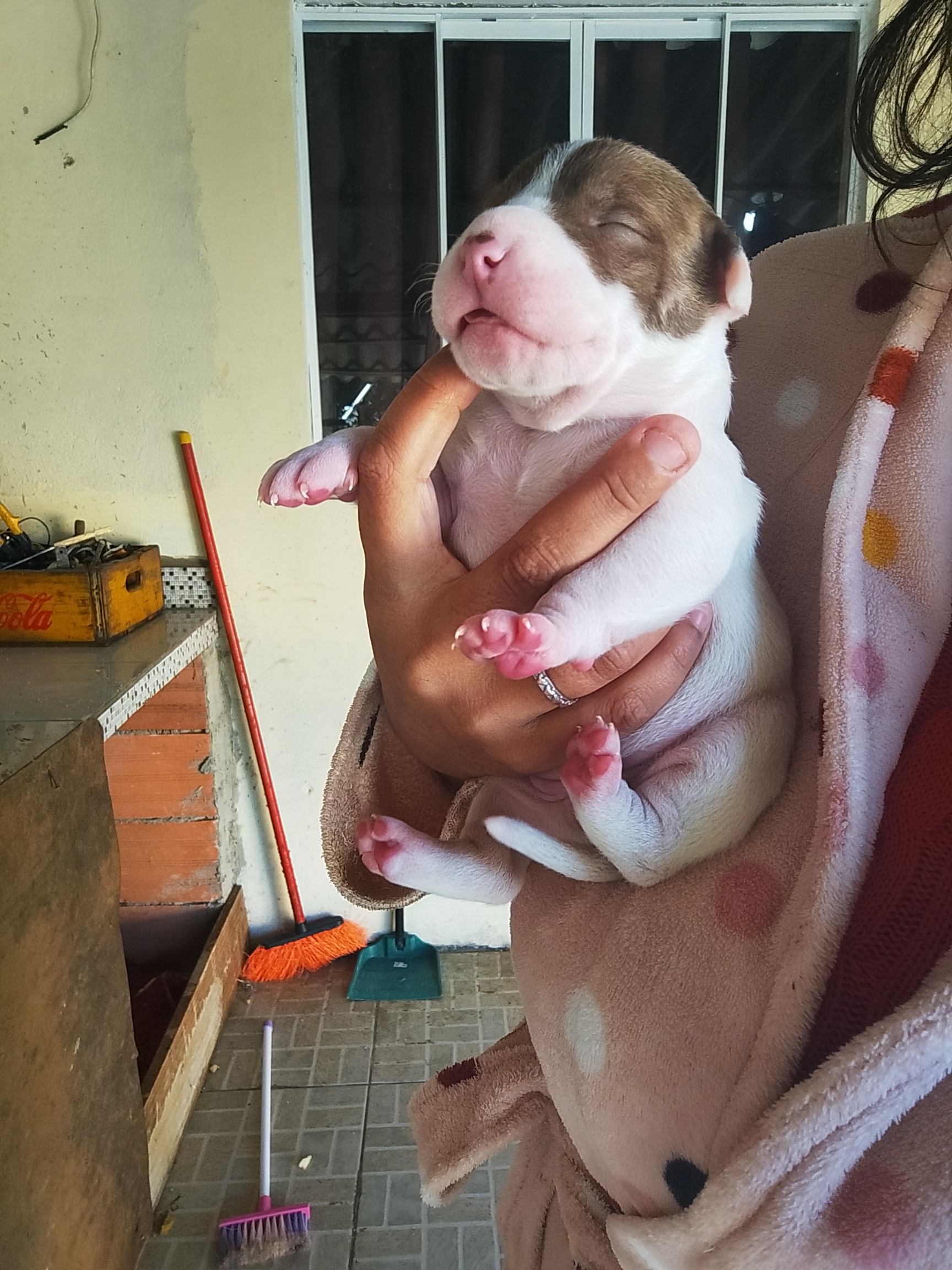 Portal Vendocão Venda de filhotes de Pitbull  Colombo