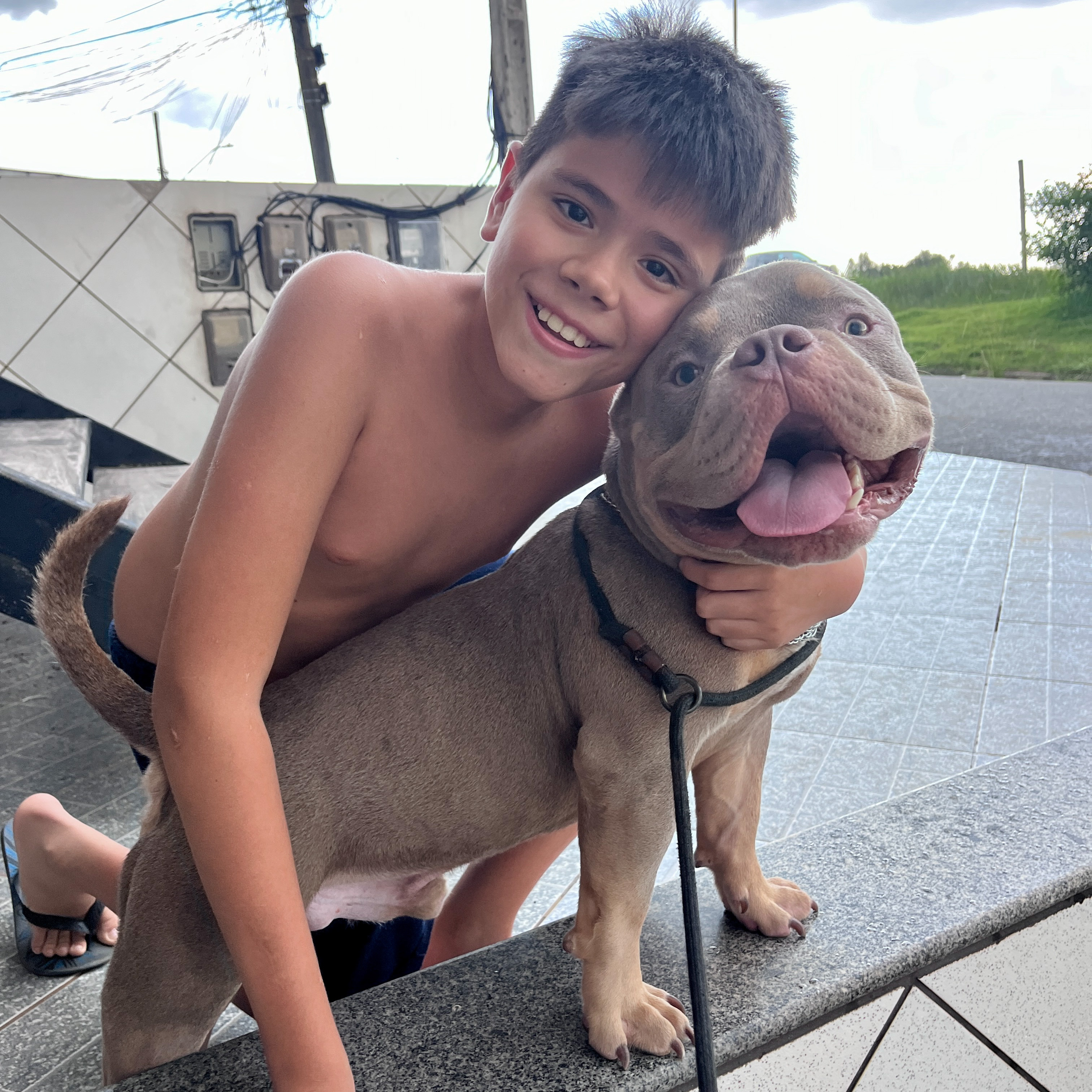 Portal Vendocão American Bully Tri Lilac Macho Macaé
