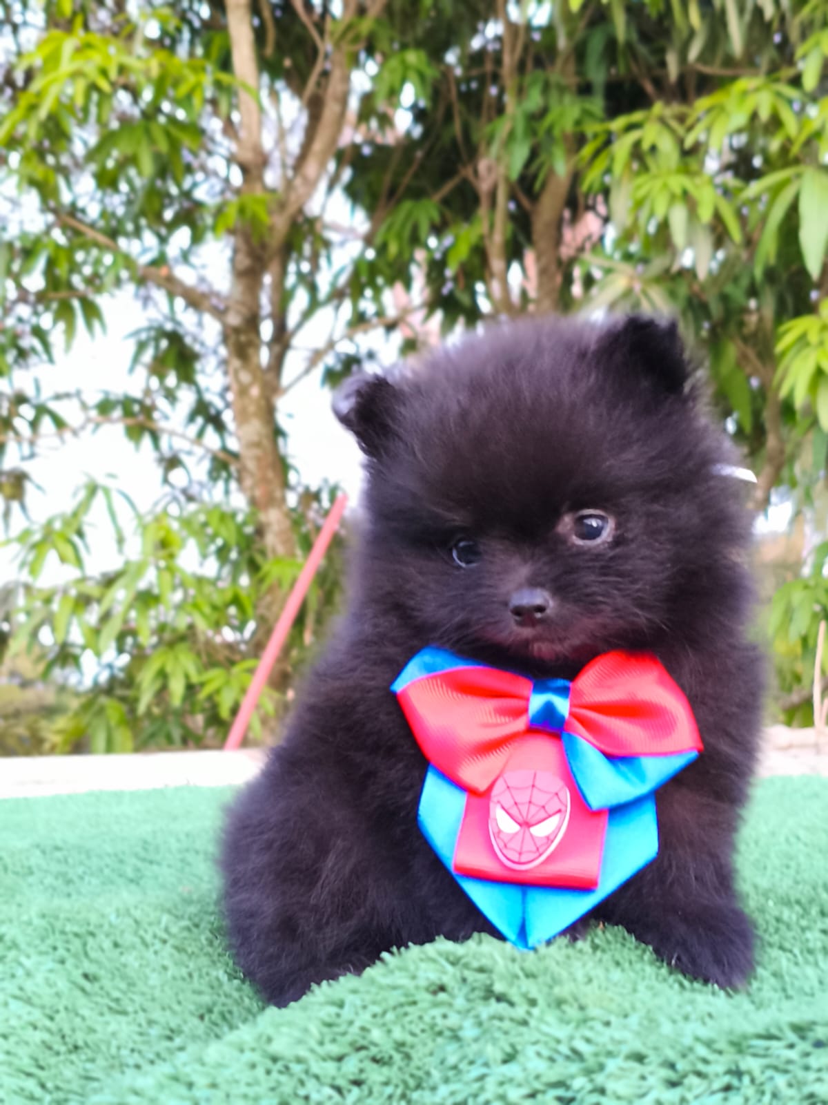 Portal Vendocão Lindos filhotes de Spitz alemão  Sorocaba