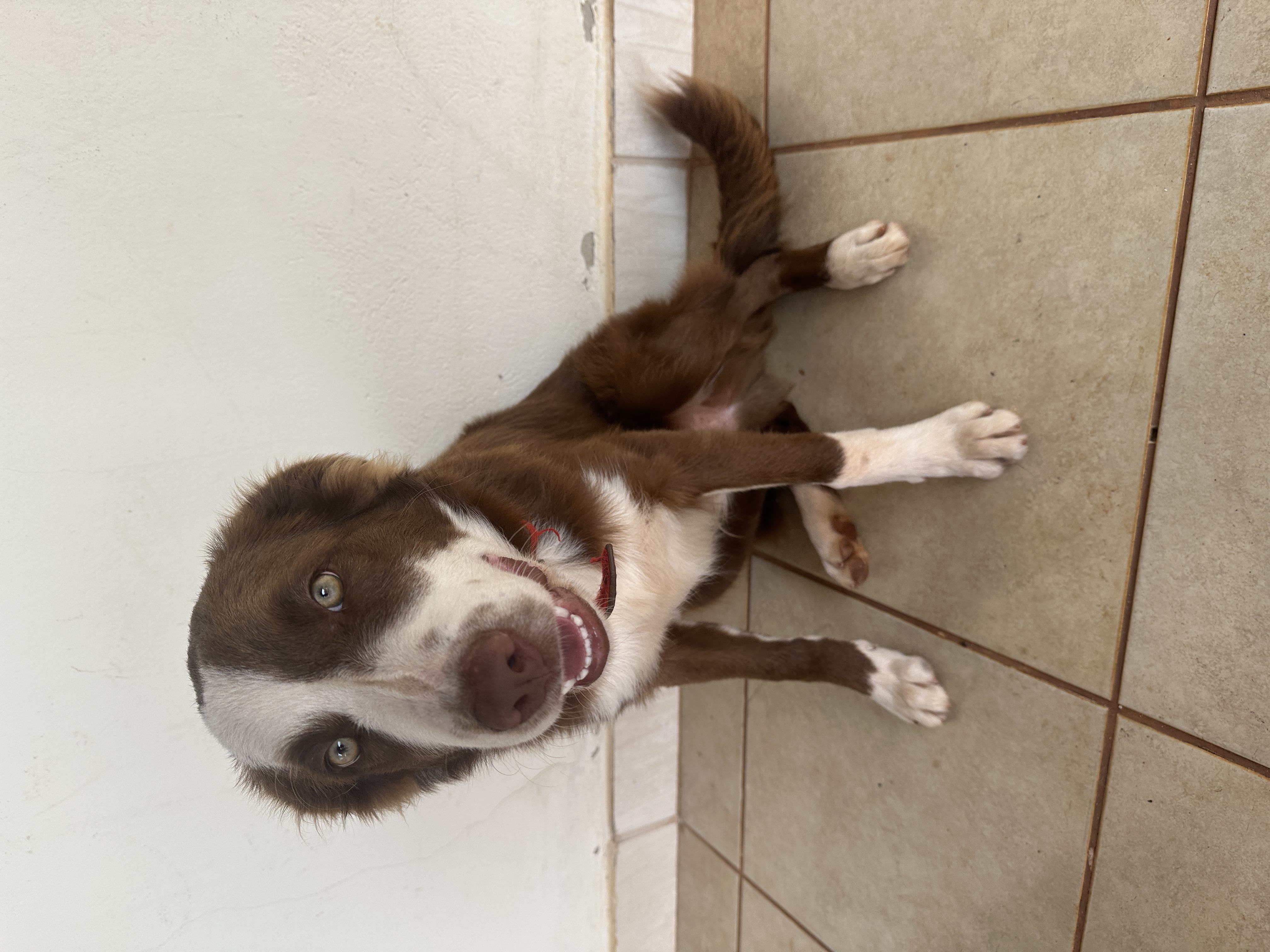 Cachorro Border Collie 6 meses marrom