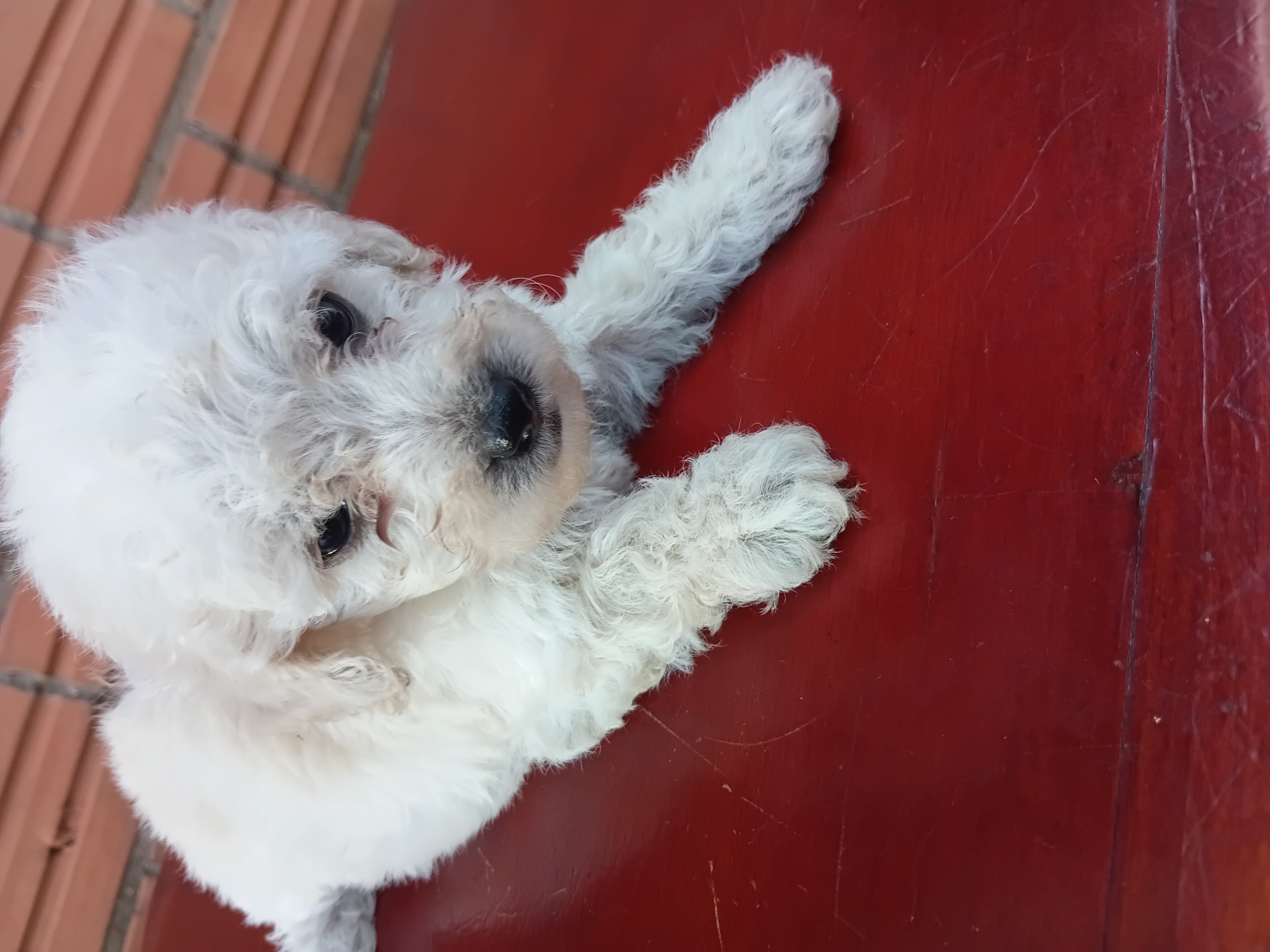 Vendo filhotes de poodle machos - Foto 3