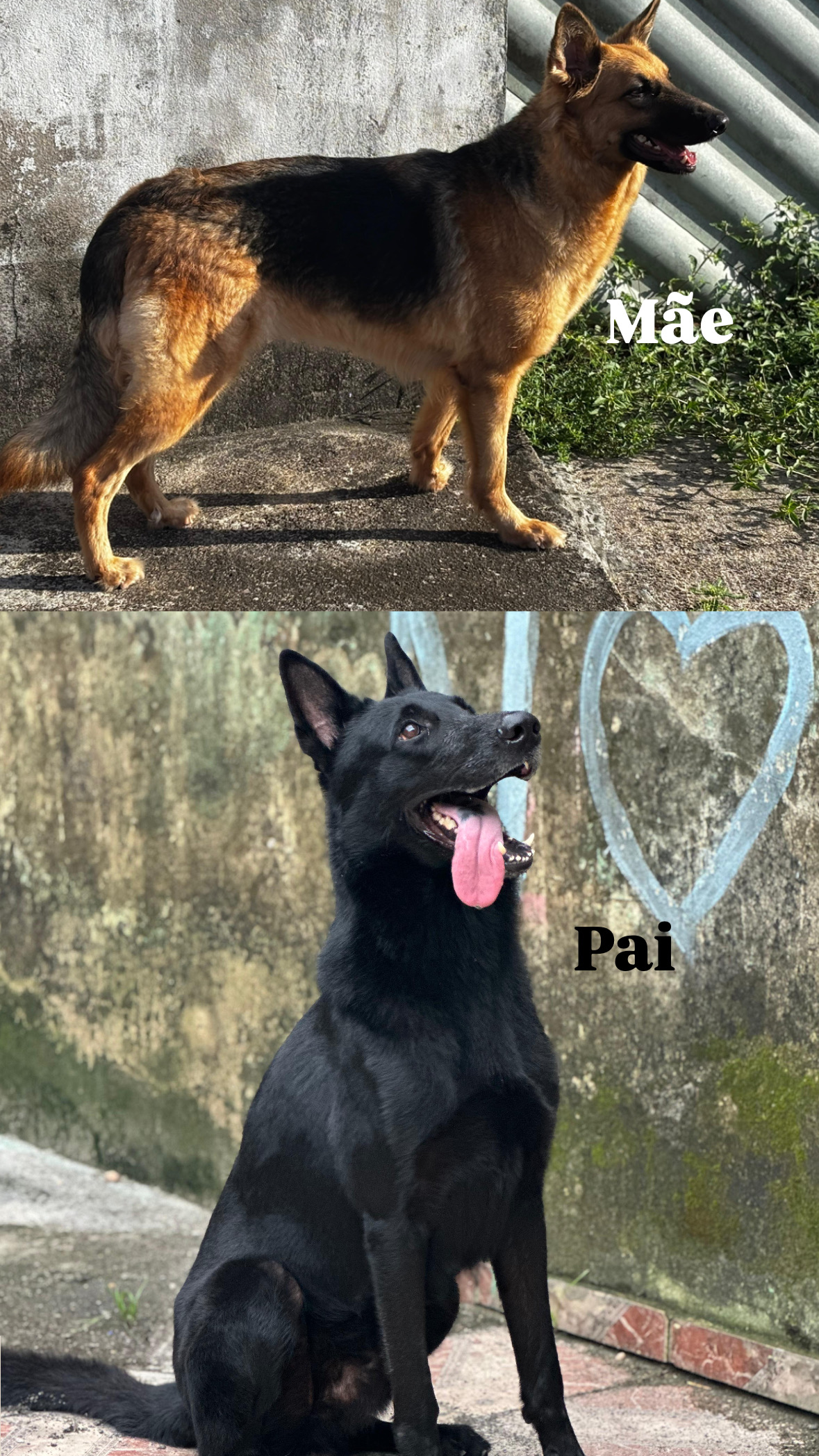 Portal Vendocão Filho Pastor Alemão  Belém 