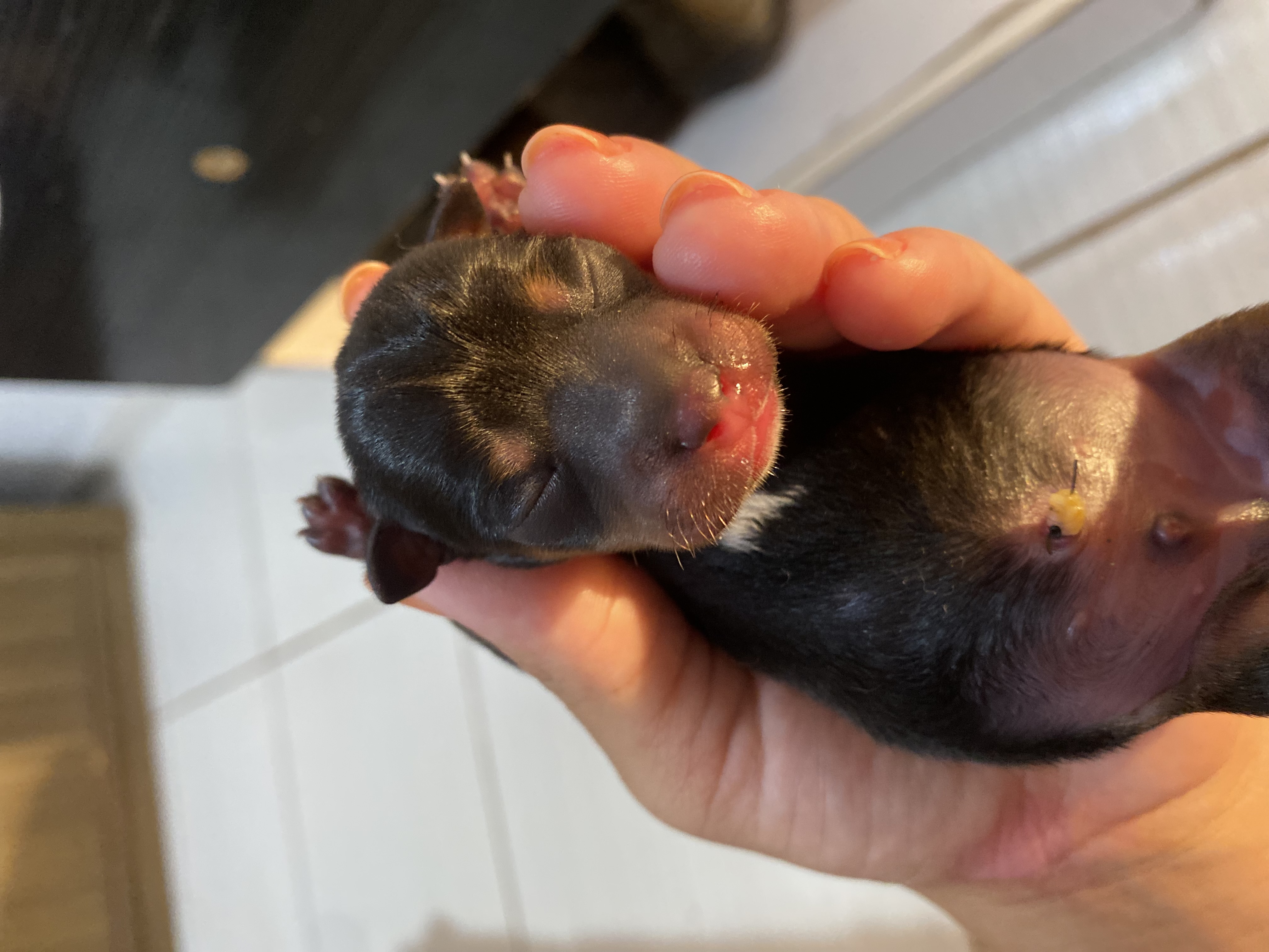 Pinscher 0 macho  - Foto 1