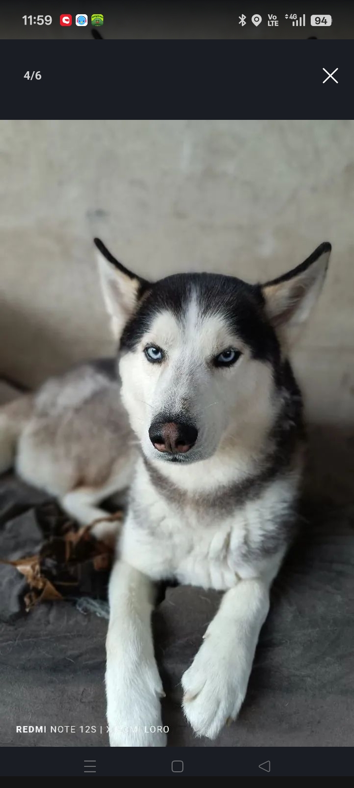 Husky siberiano macho - Foto 2